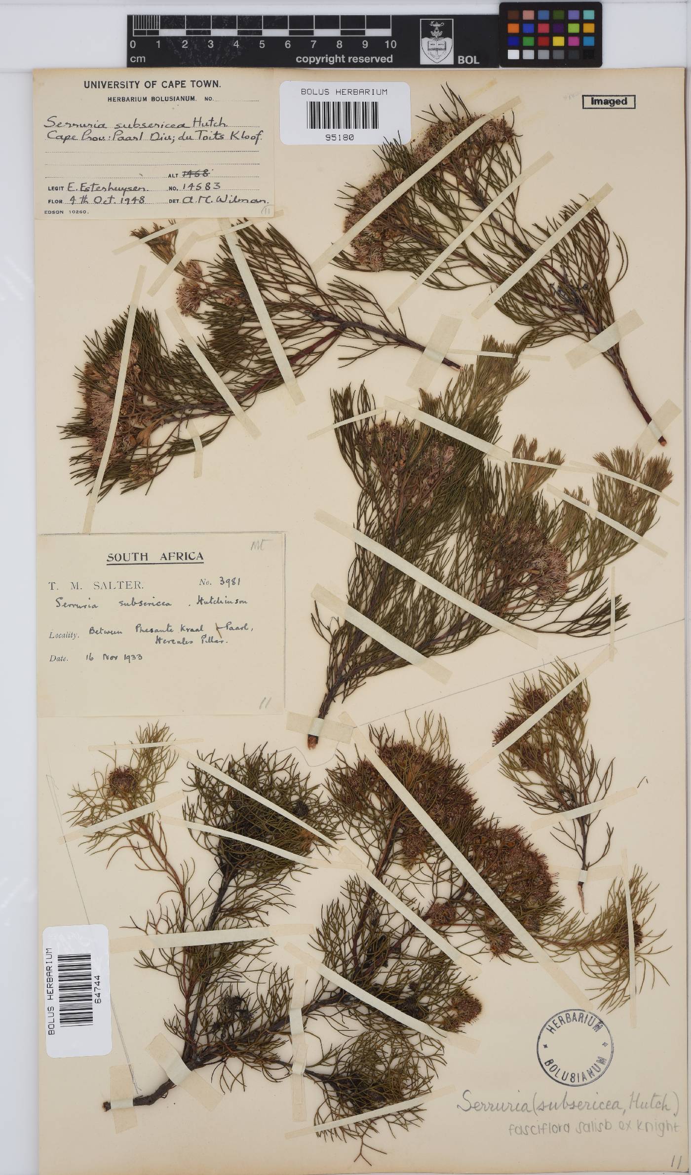 Serruria fasciflora image