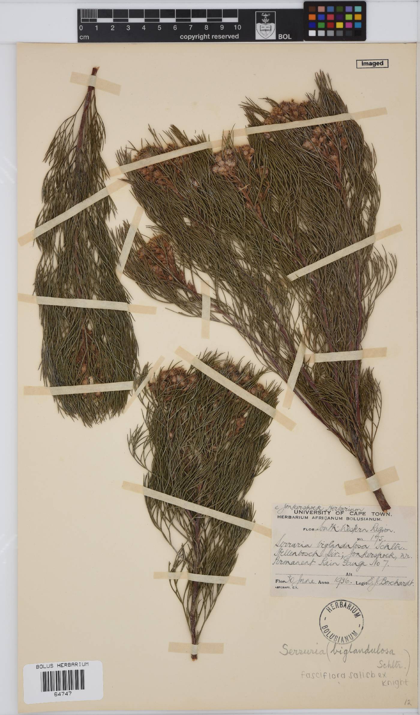Serruria fasciflora image