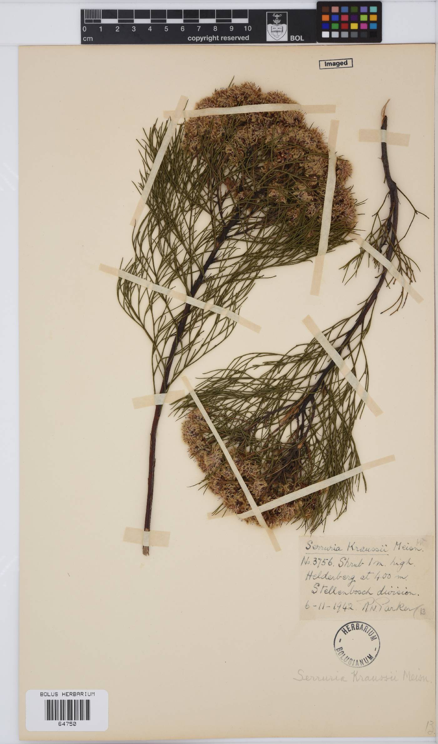 Serruria kraussii image