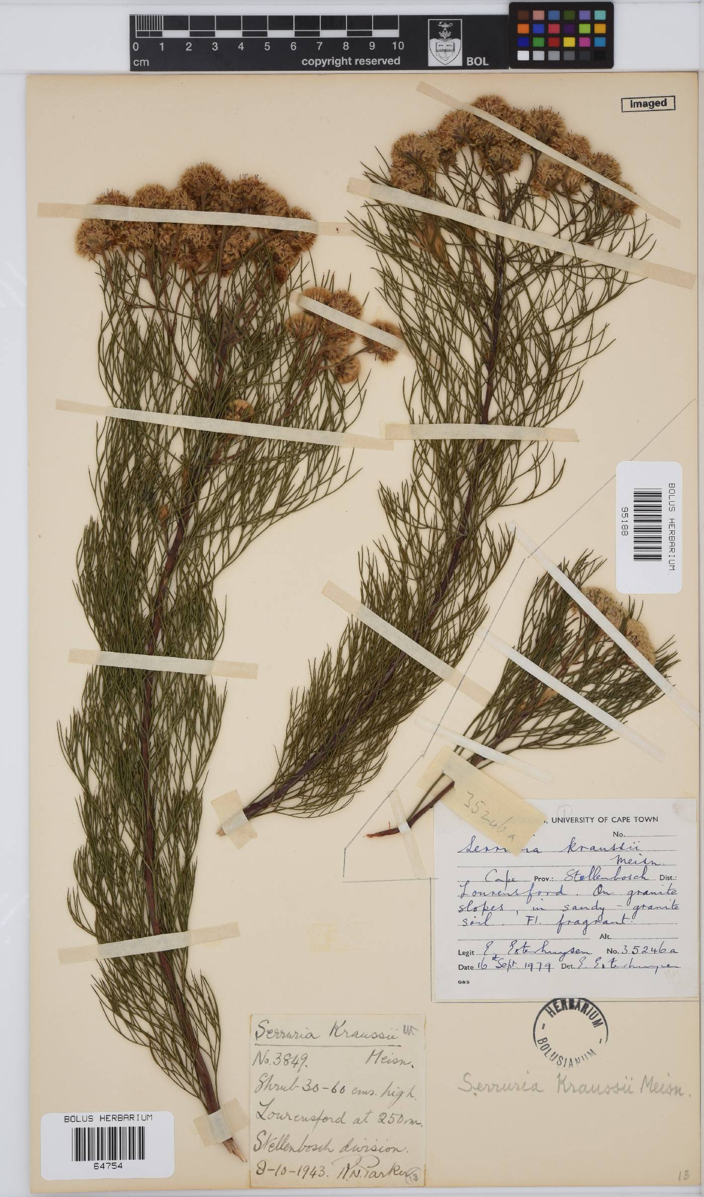 Serruria kraussii image