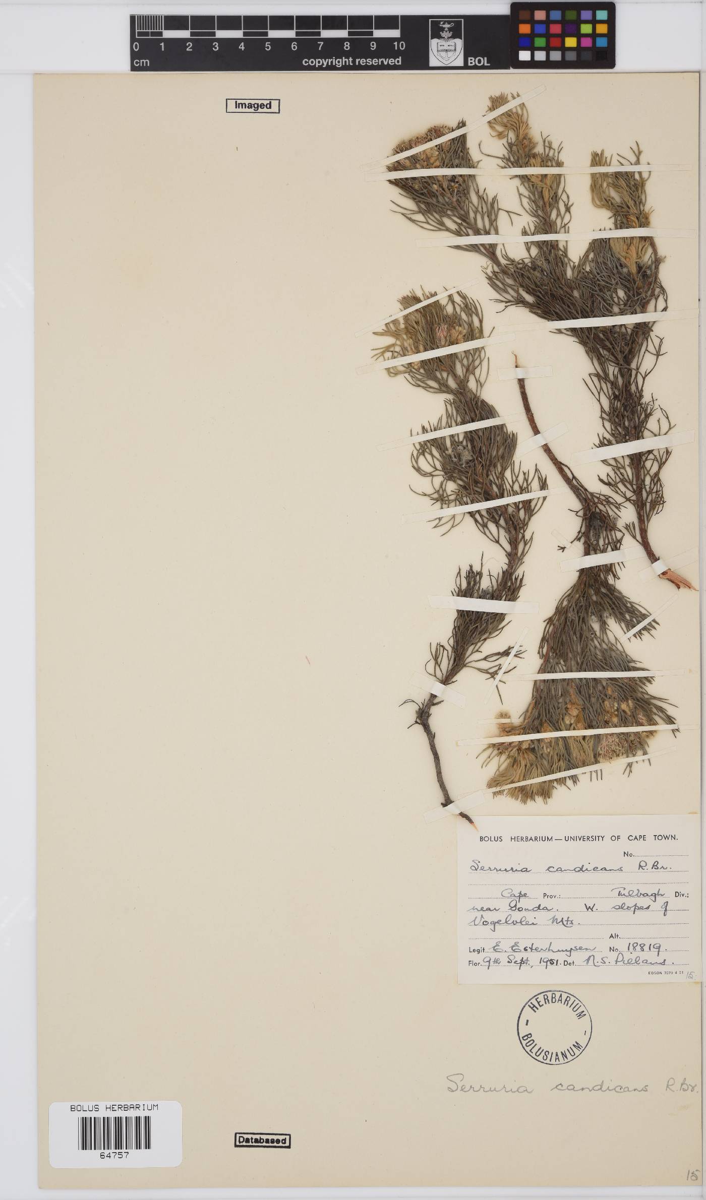 Serruria candicans image