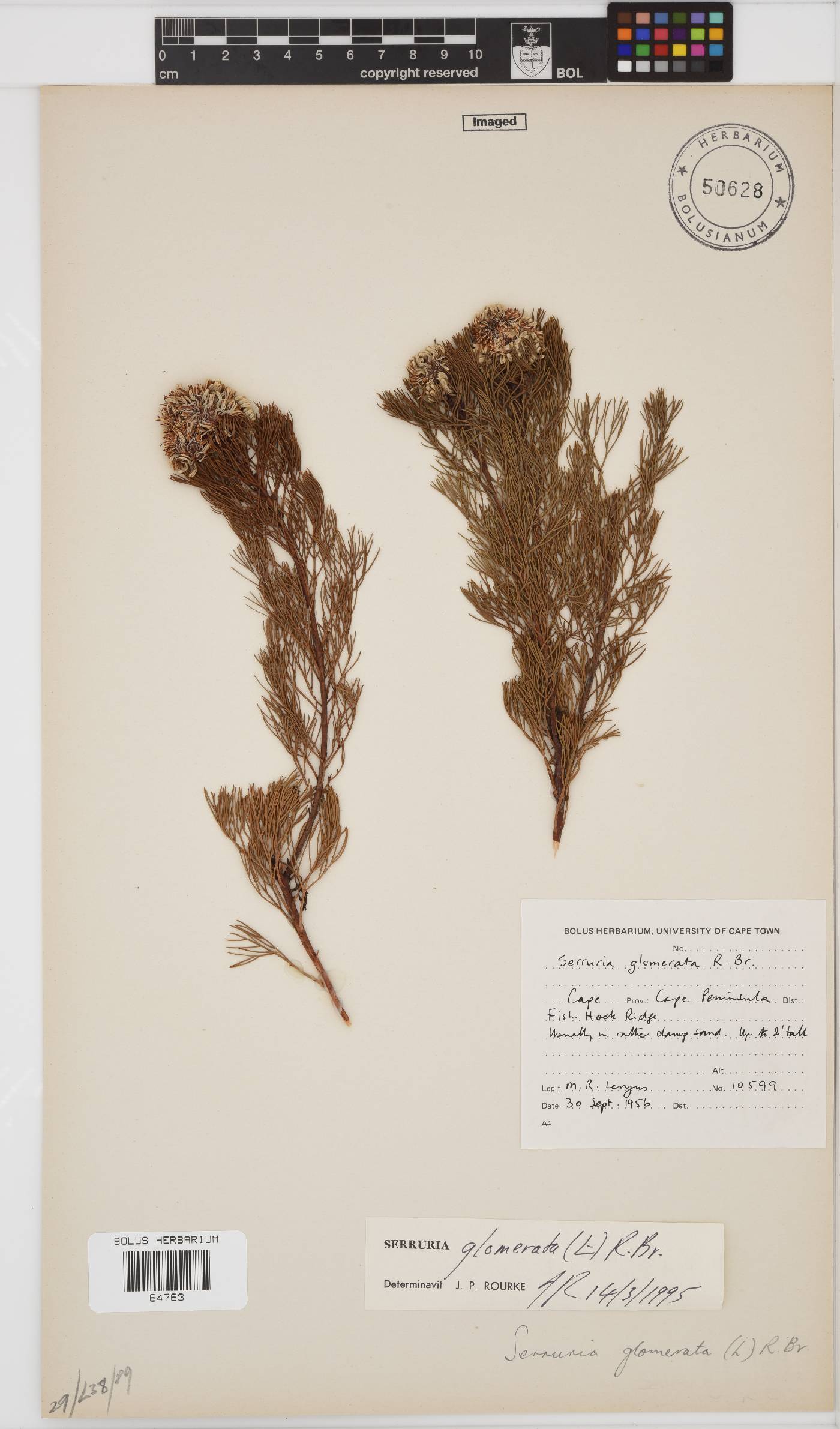 Serruria glomerata image