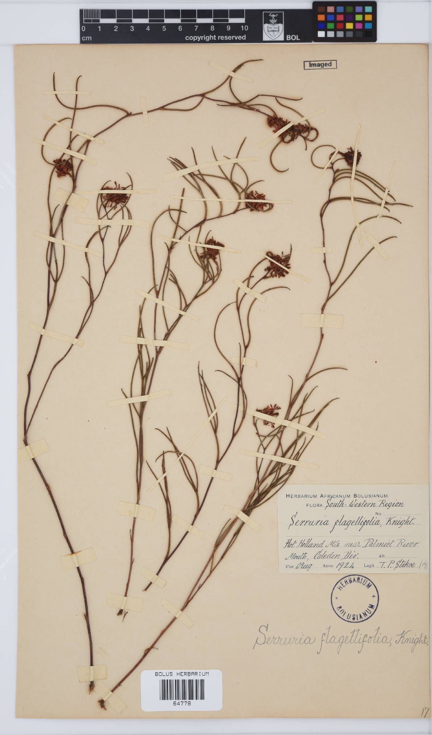 Serruria flagellifolia image