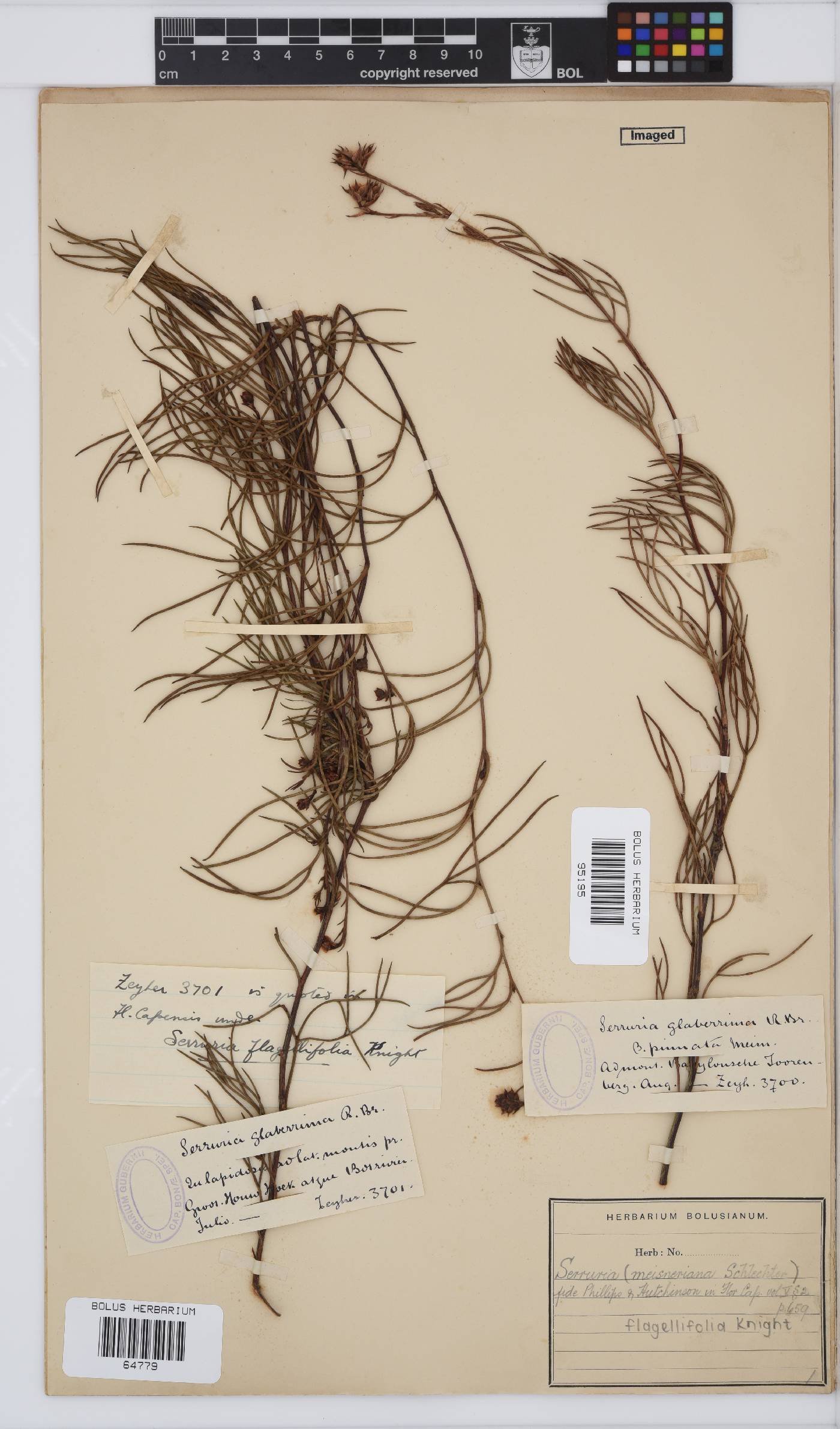 Serruria flagellifolia image