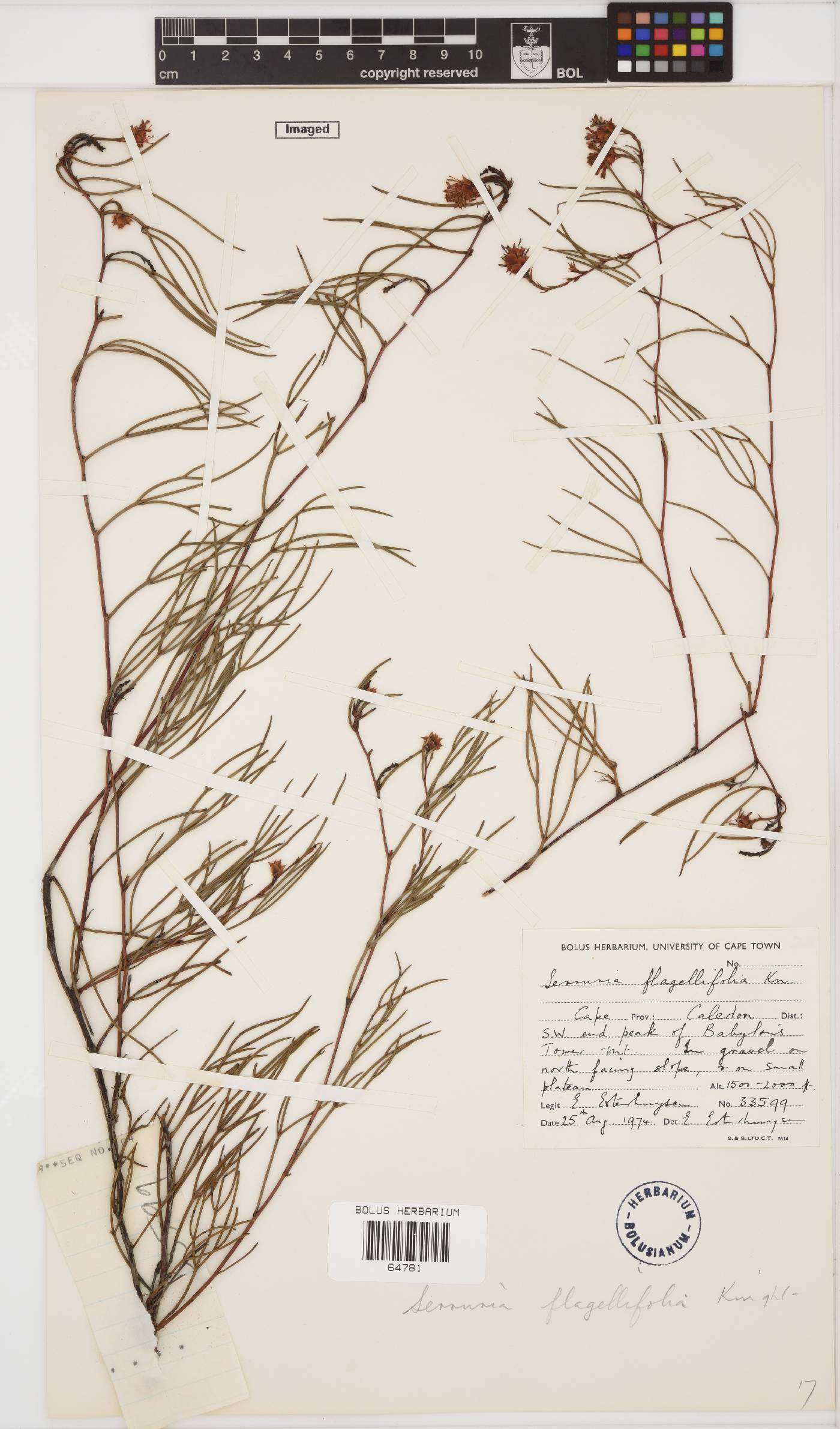 Serruria flagellifolia image