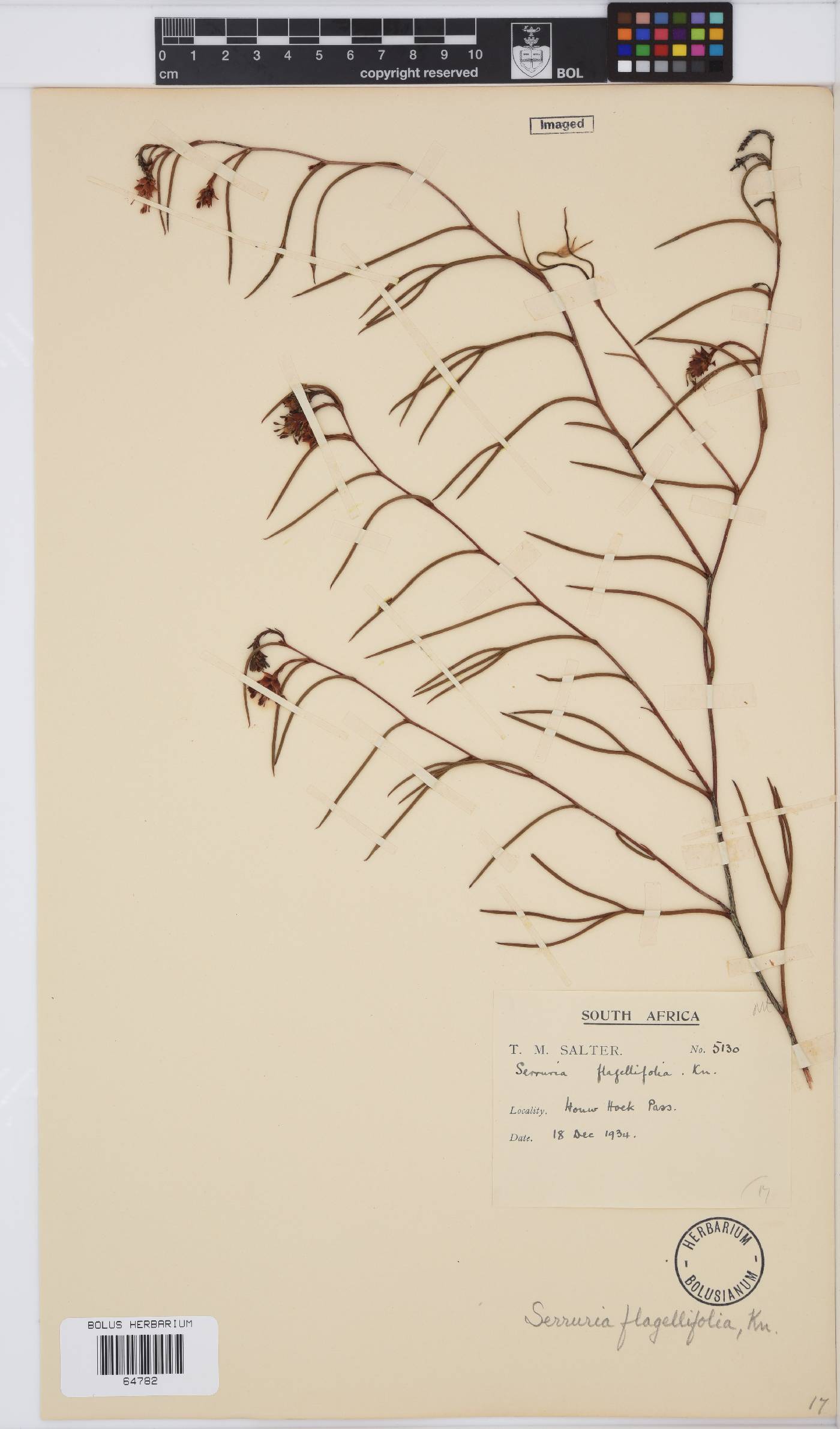 Serruria flagellifolia image