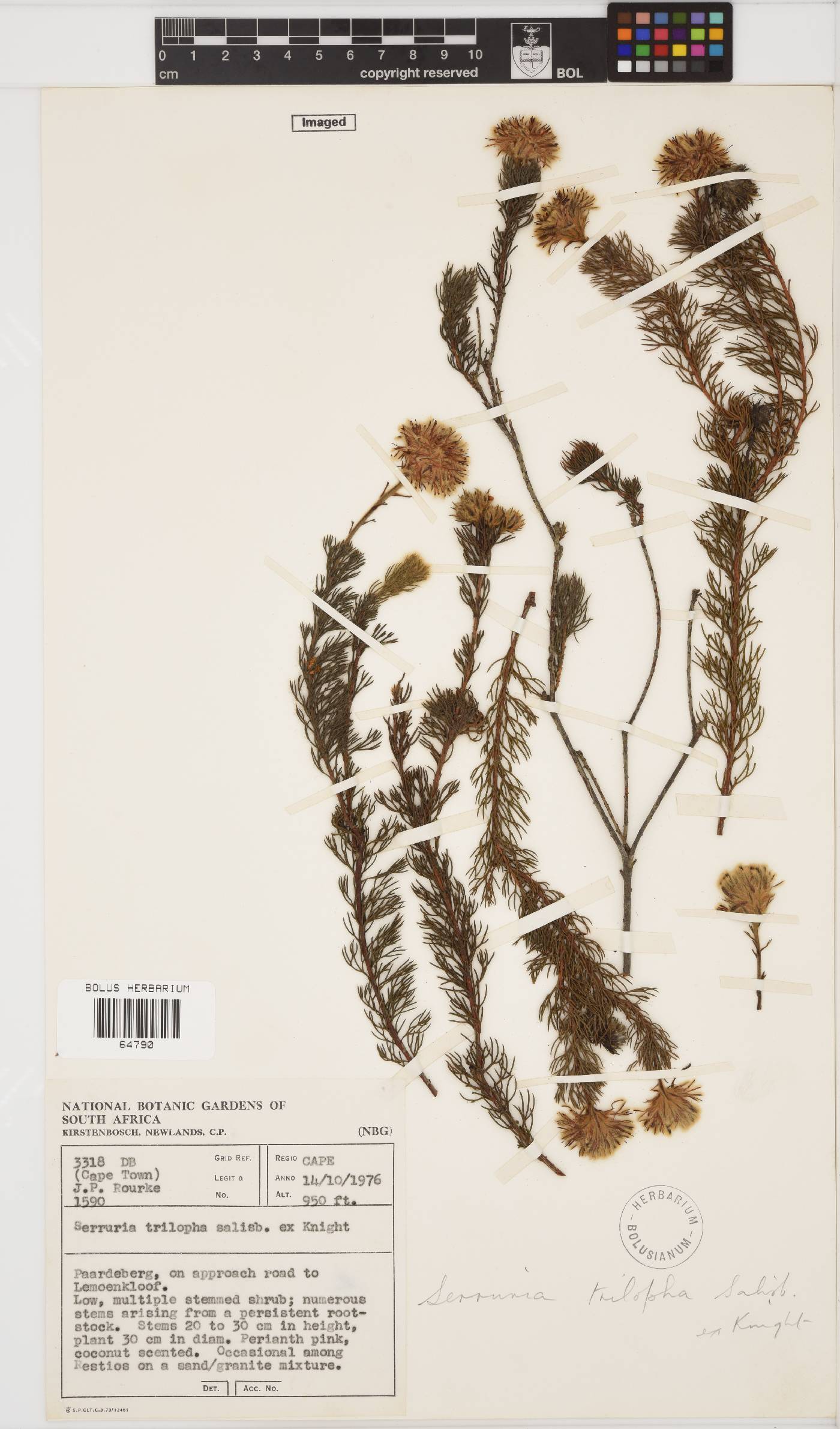 Serruria image