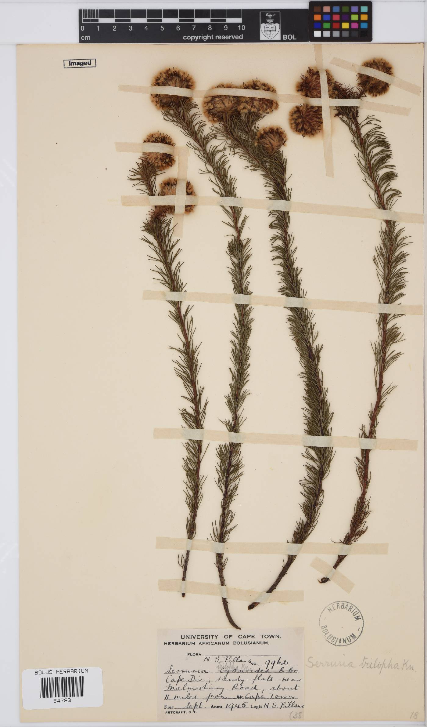 Serruria trilopha image