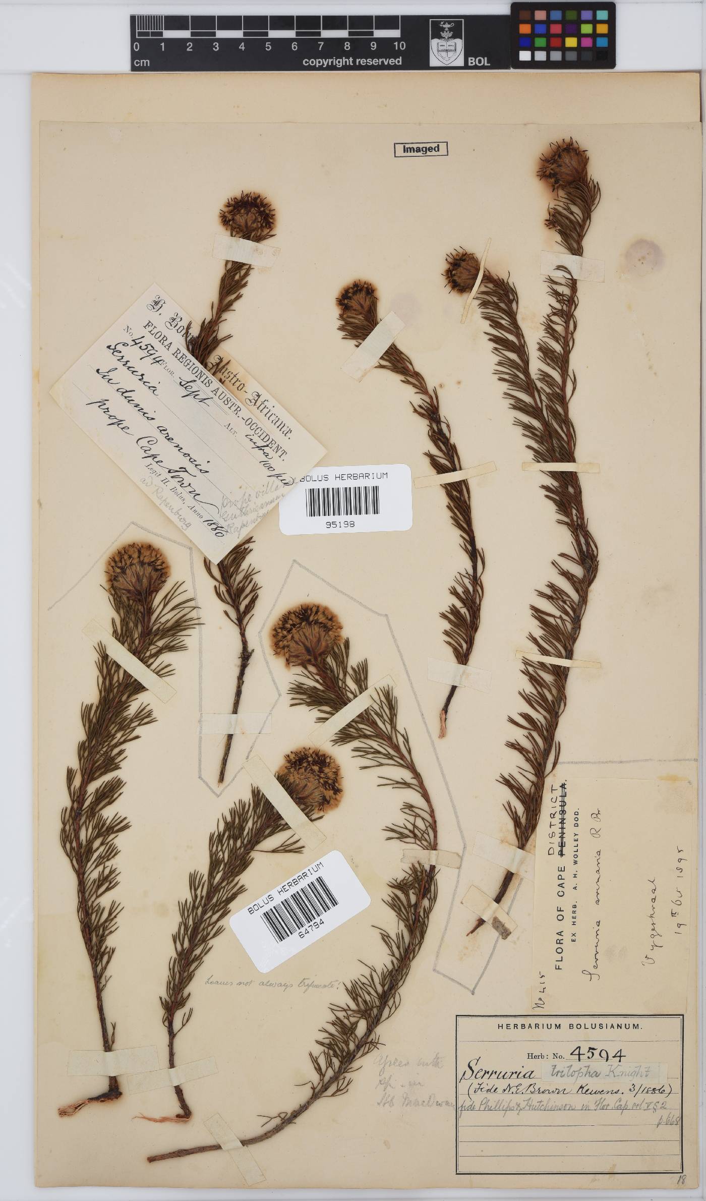 Serruria trilopha image