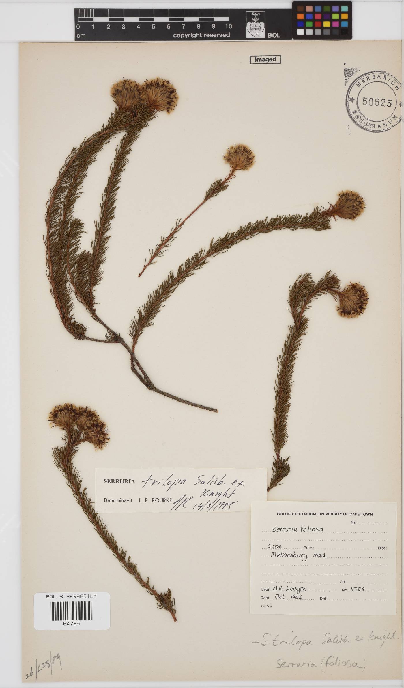 Serruria trilopha image
