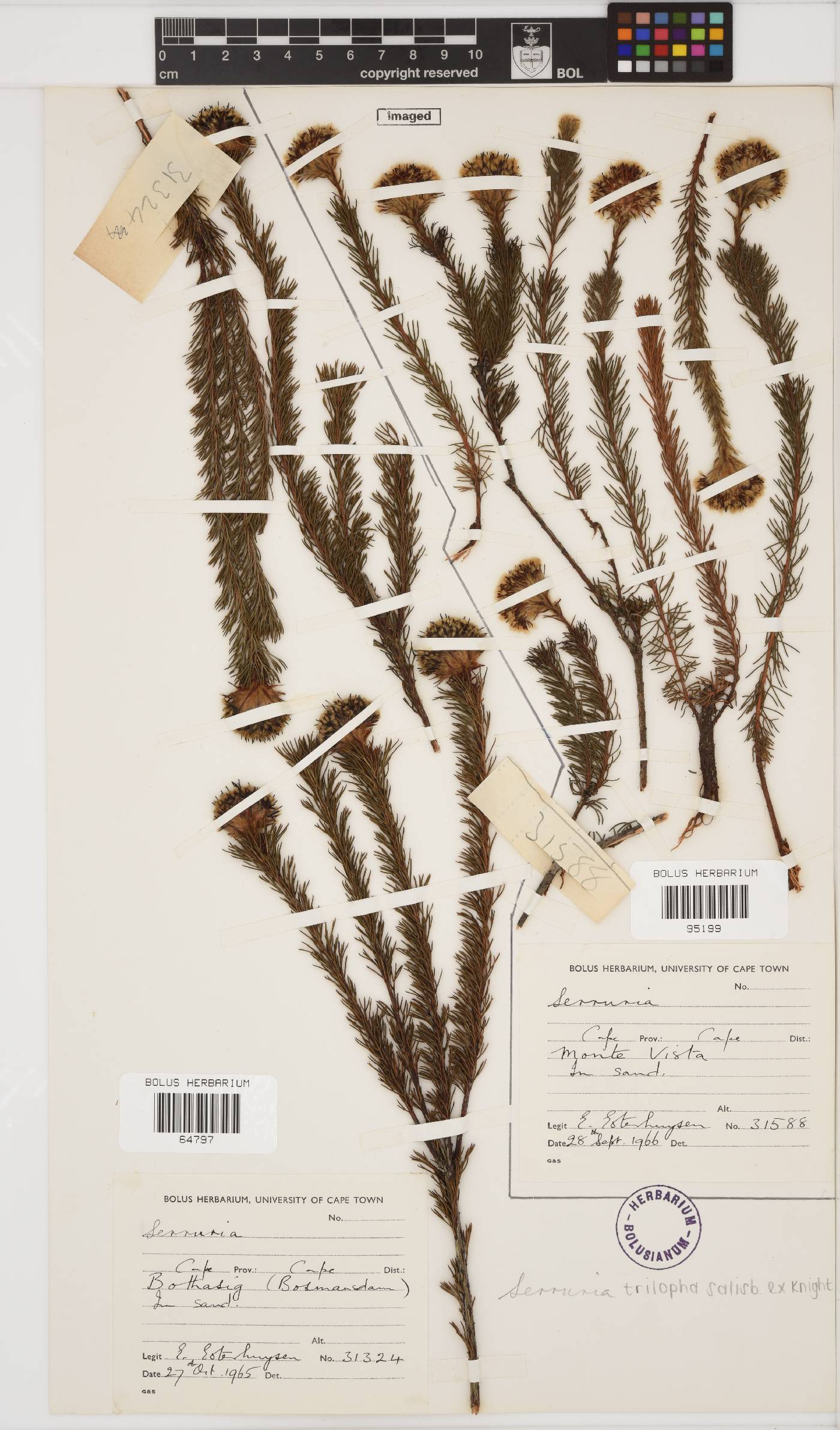 Serruria trilopha image