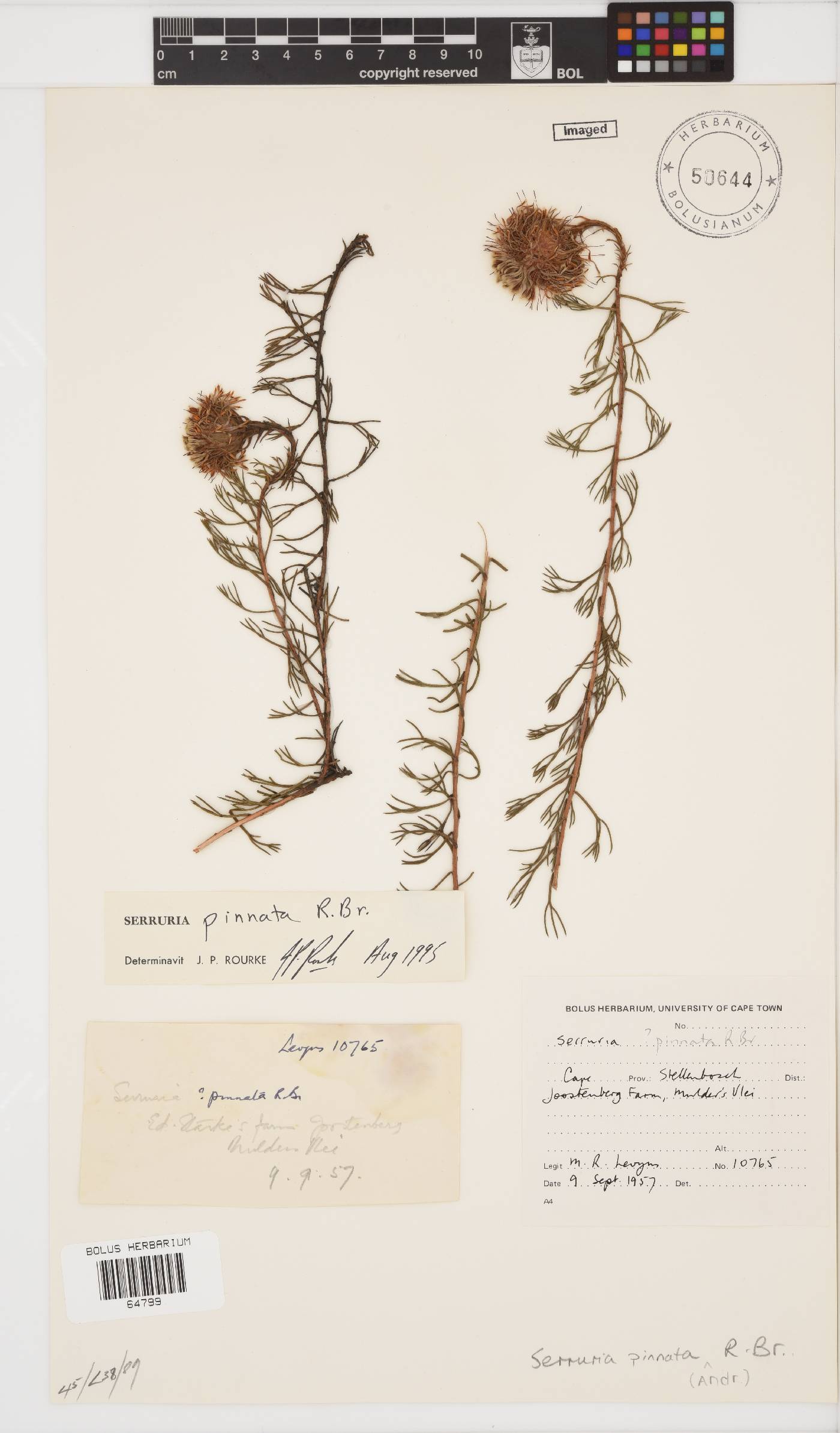 Serruria pinnata image