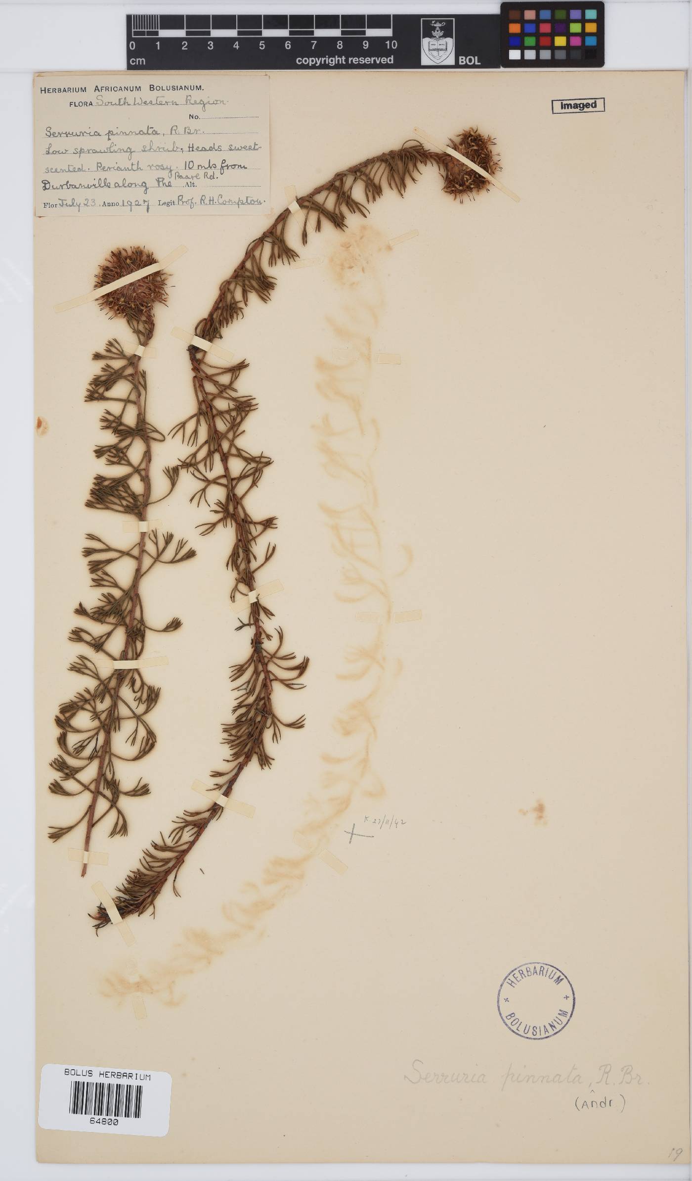 Serruria pinnata image