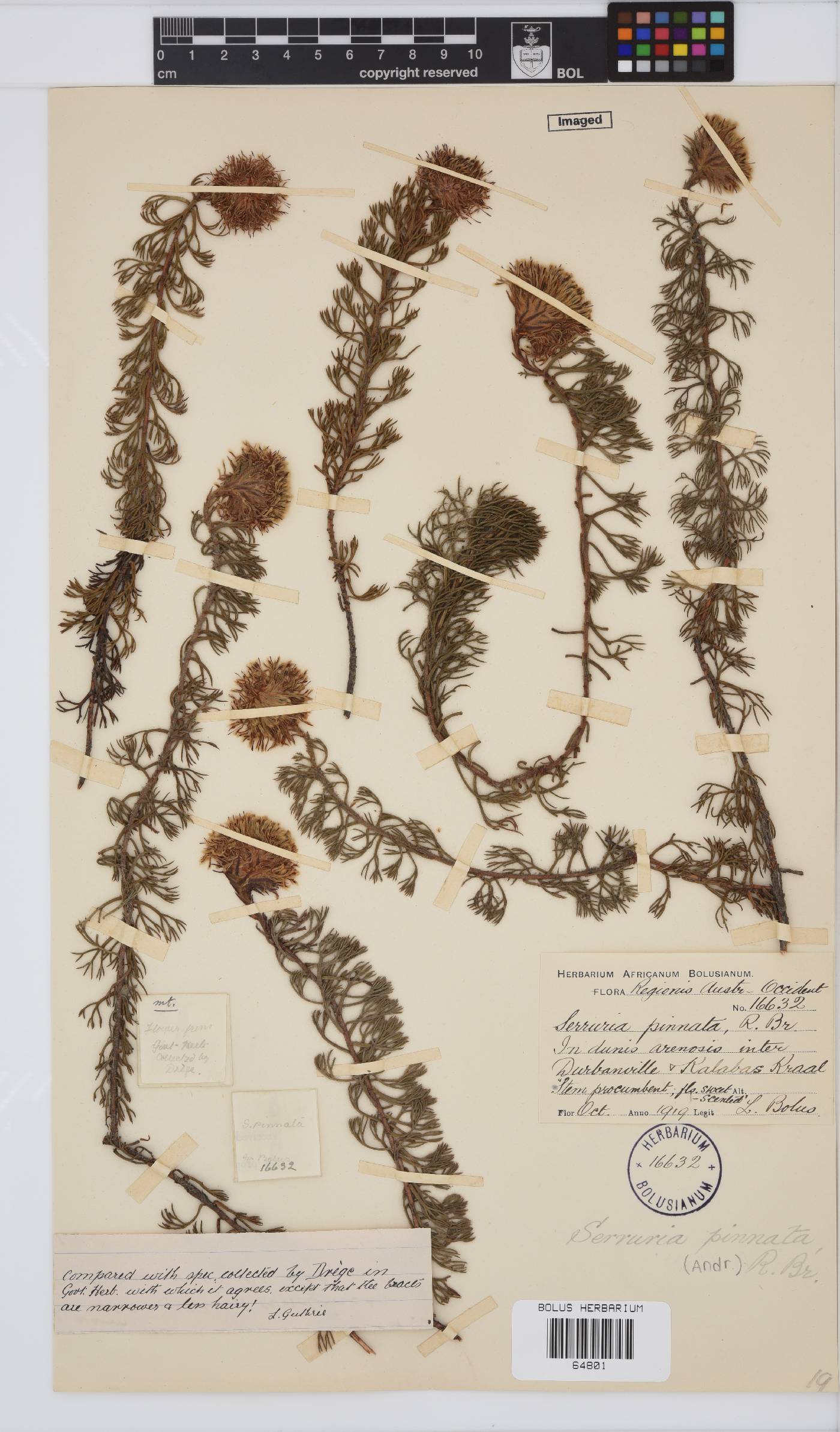 Serruria pinnata image