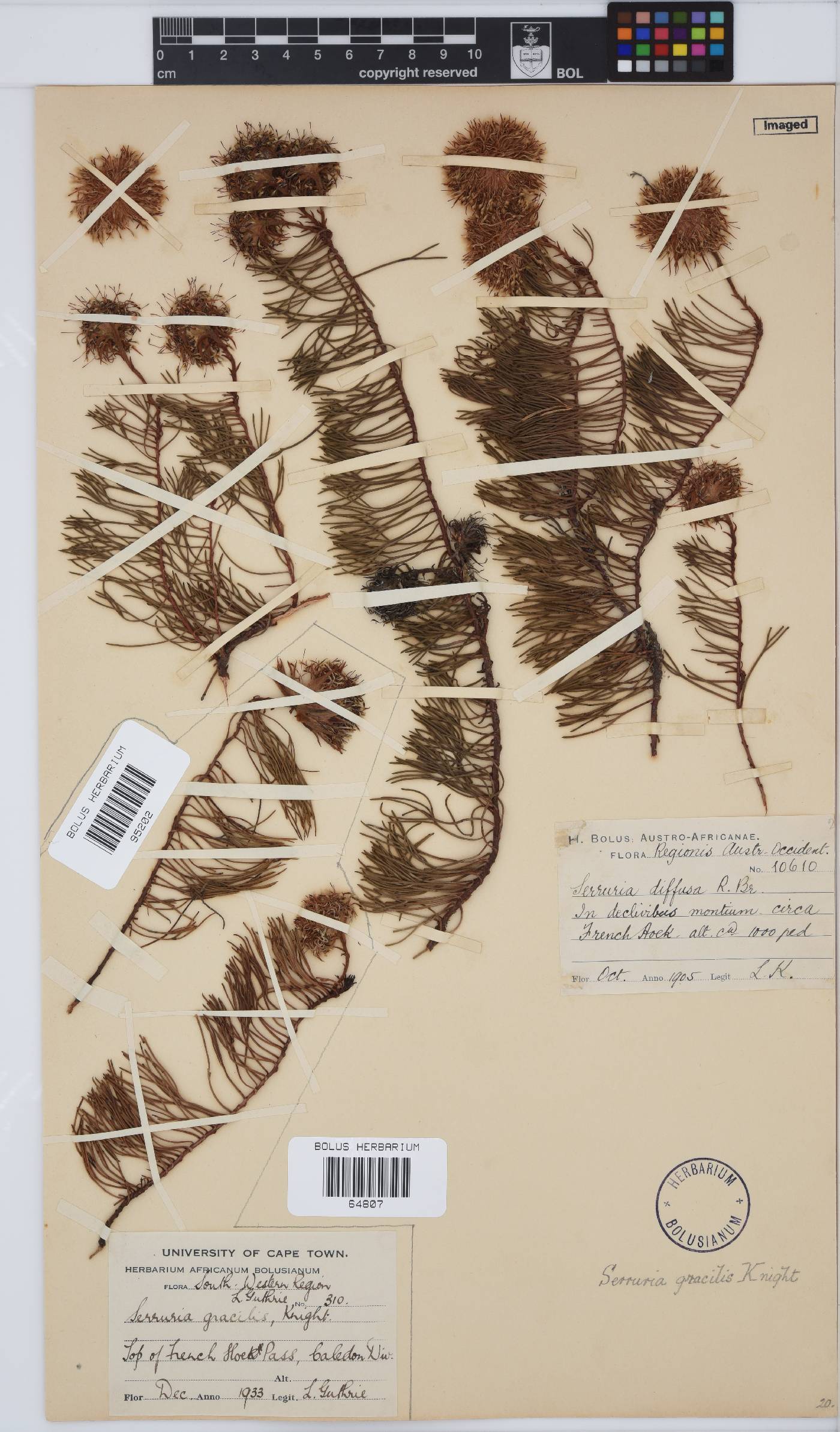 Serruria pinnata image