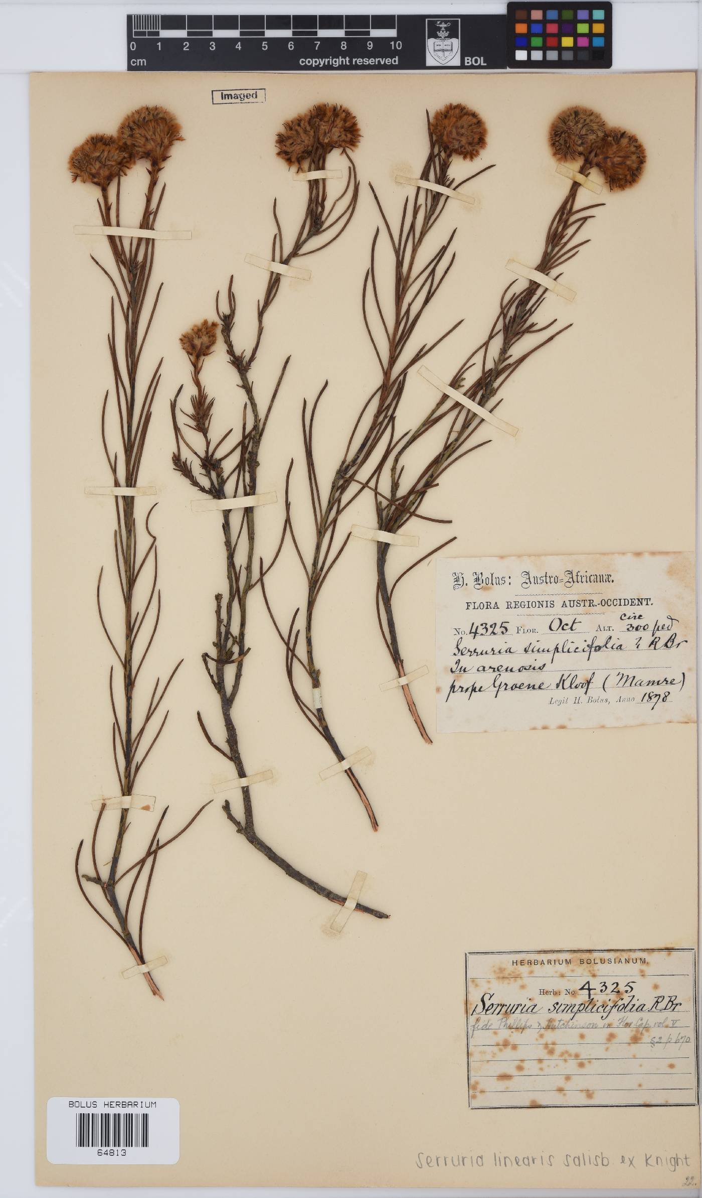 Serruria linearis image