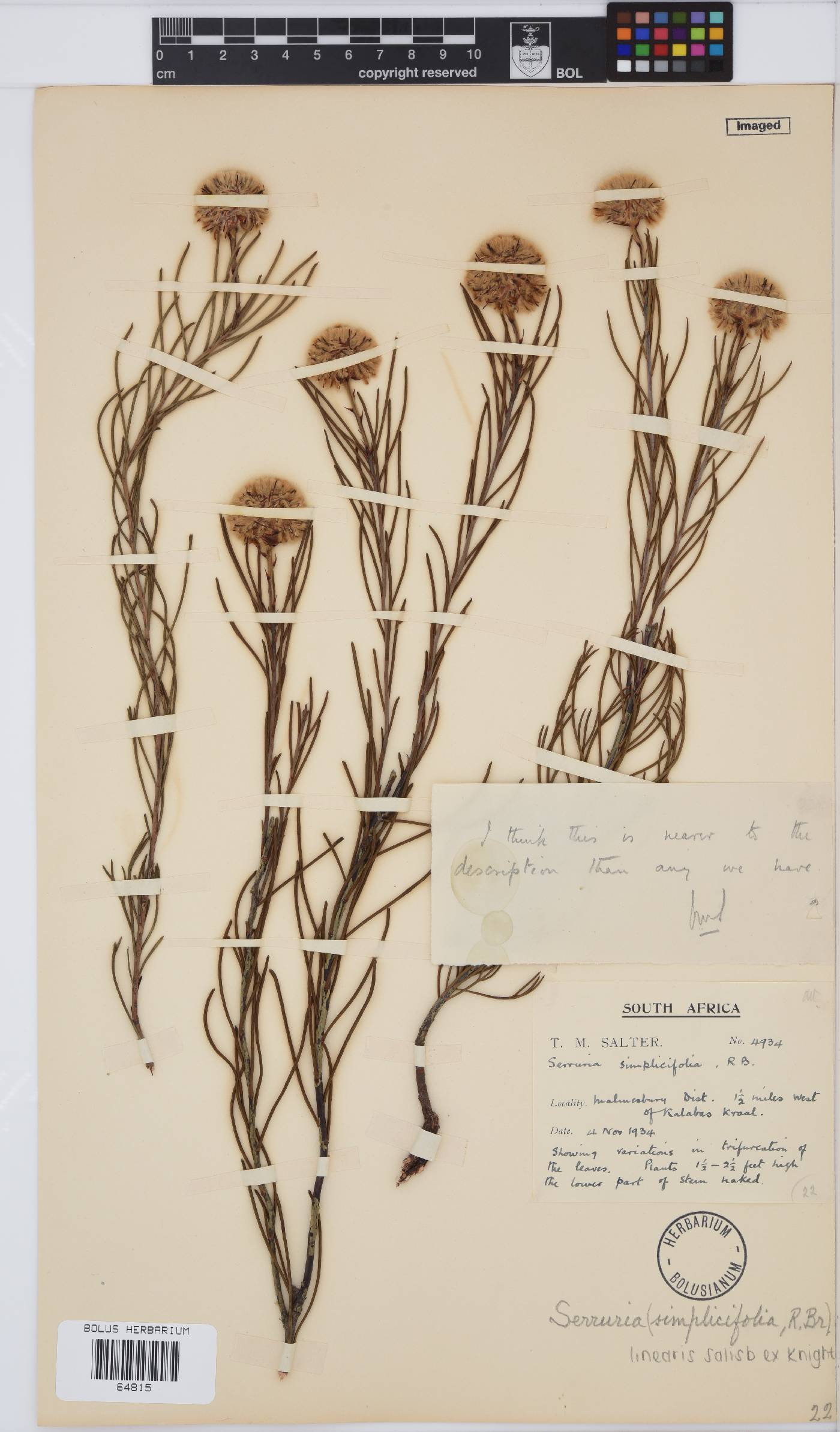Serruria linearis image
