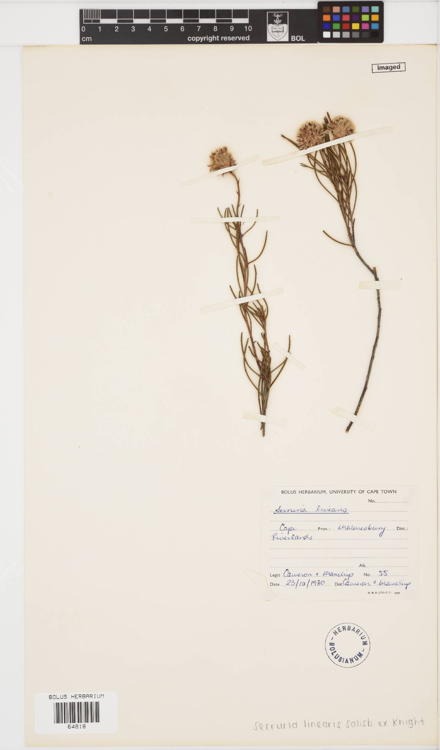 Serruria linearis image
