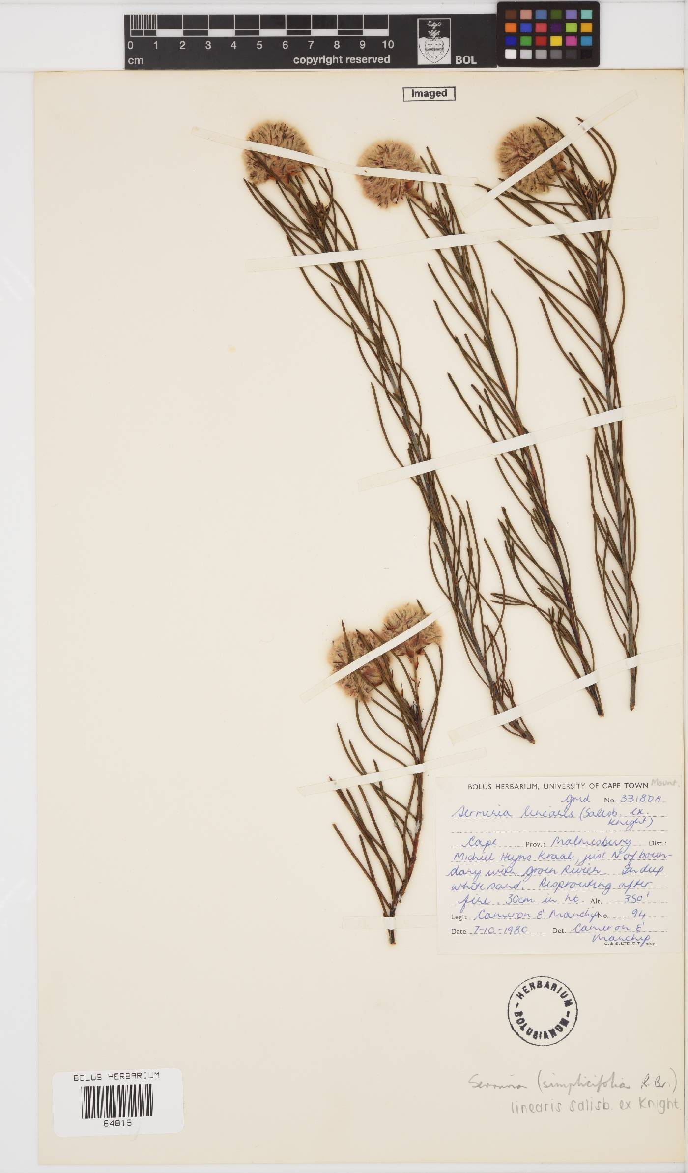 Serruria linearis image