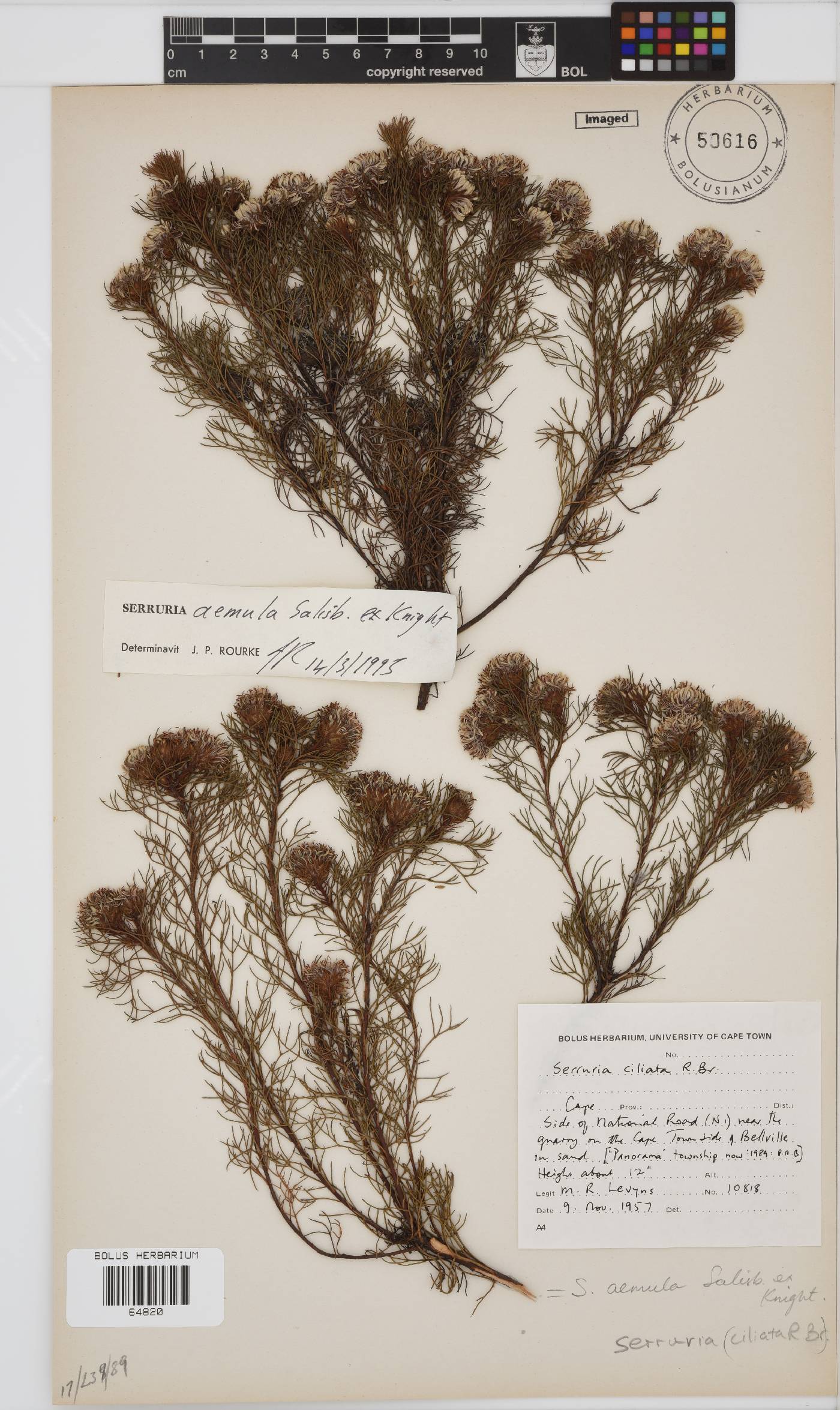 Serruria aemula image