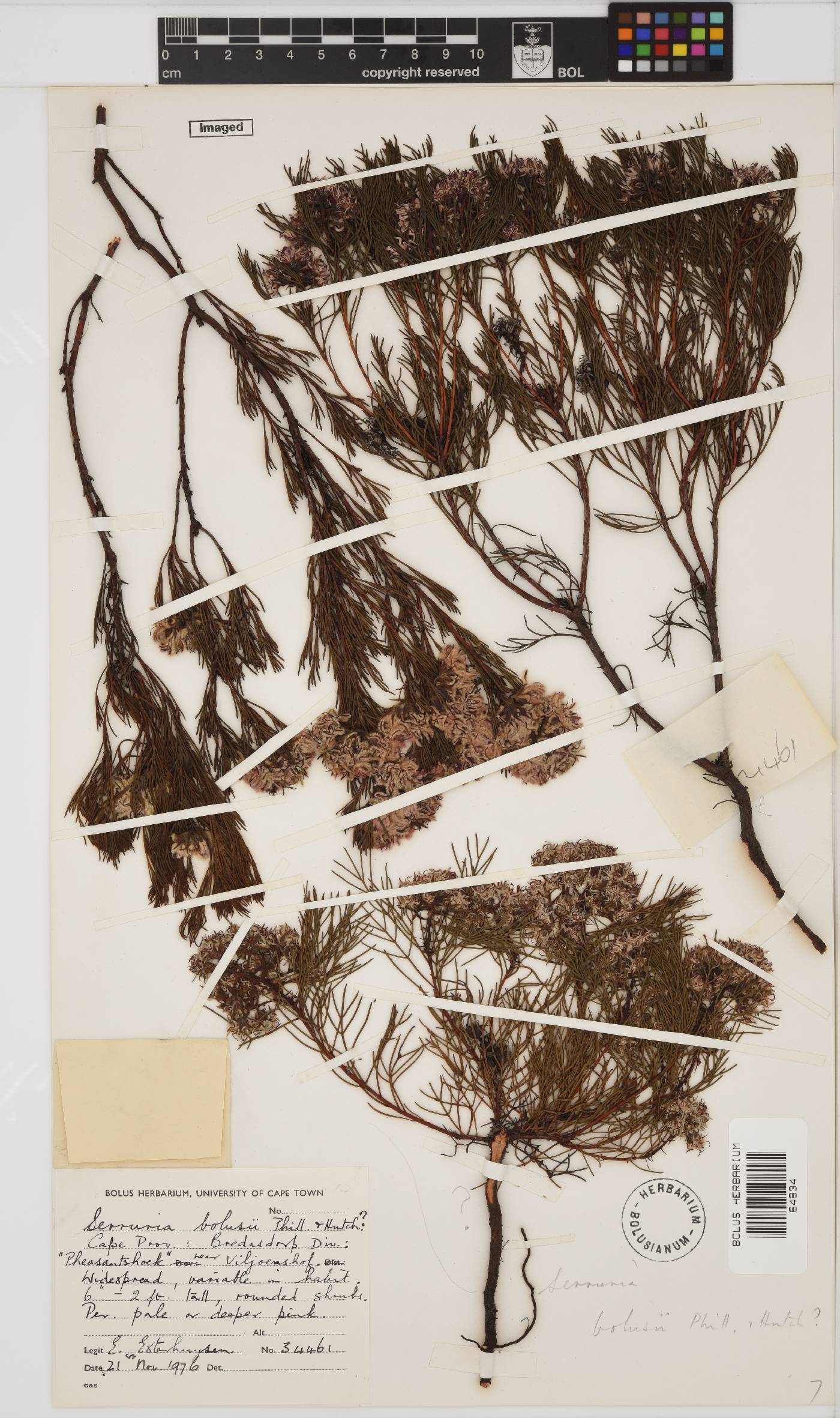 Serruria bolusii image