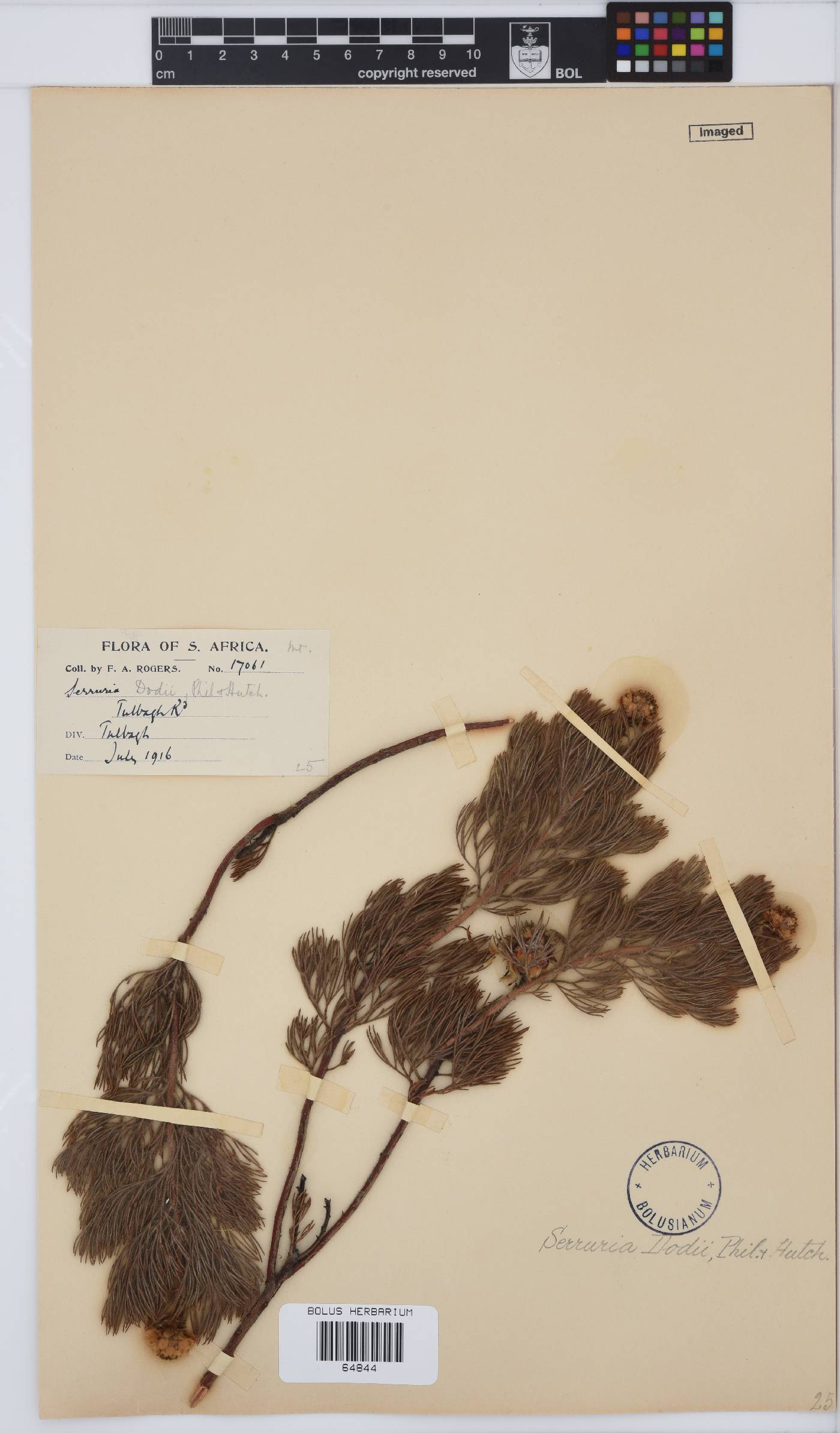 Serruria dodii image