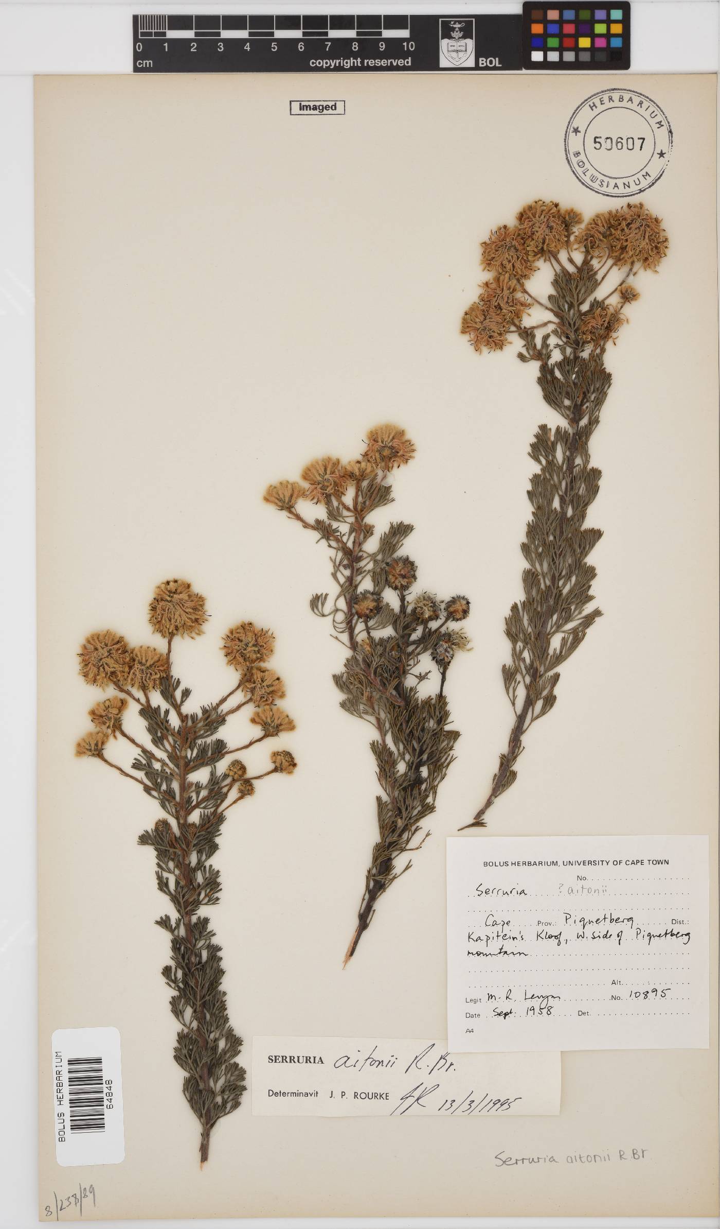 Serruria aitonii image
