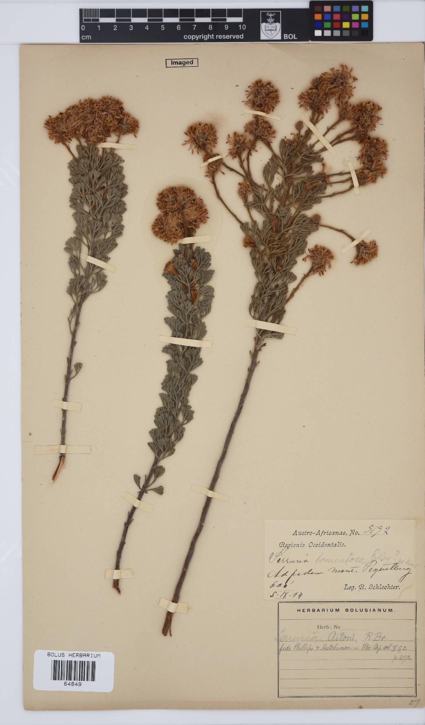Serruria aitonii image
