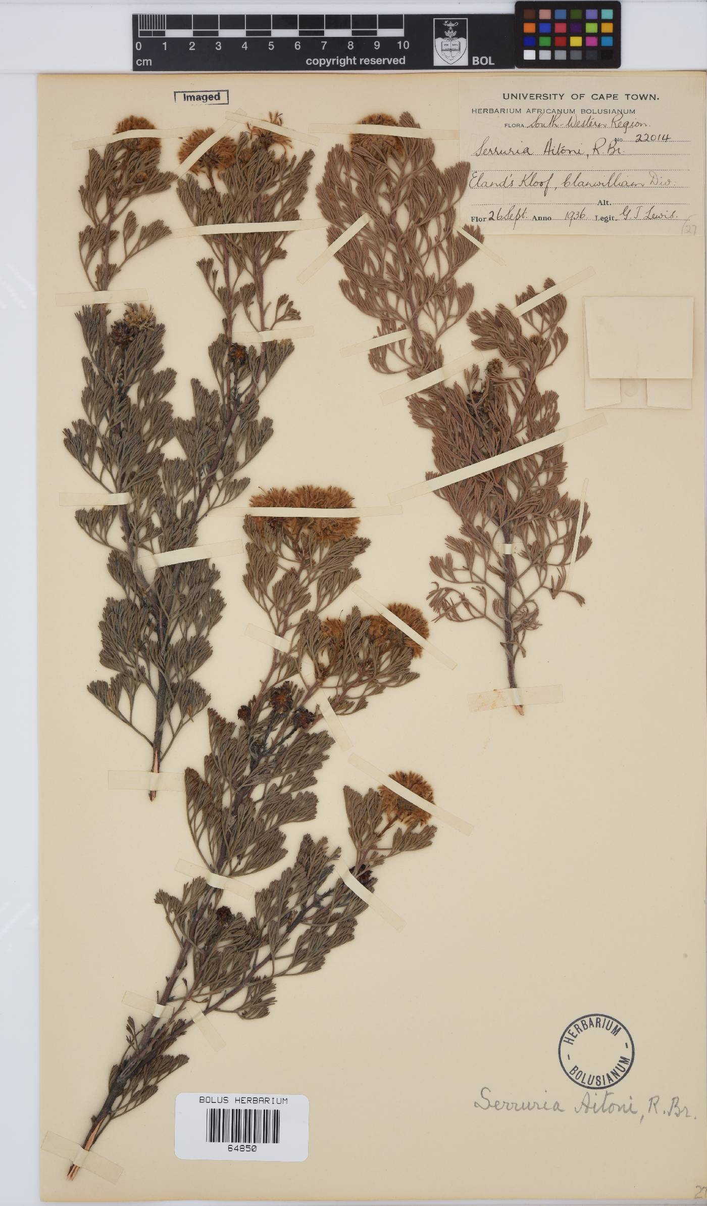 Serruria aitonii image