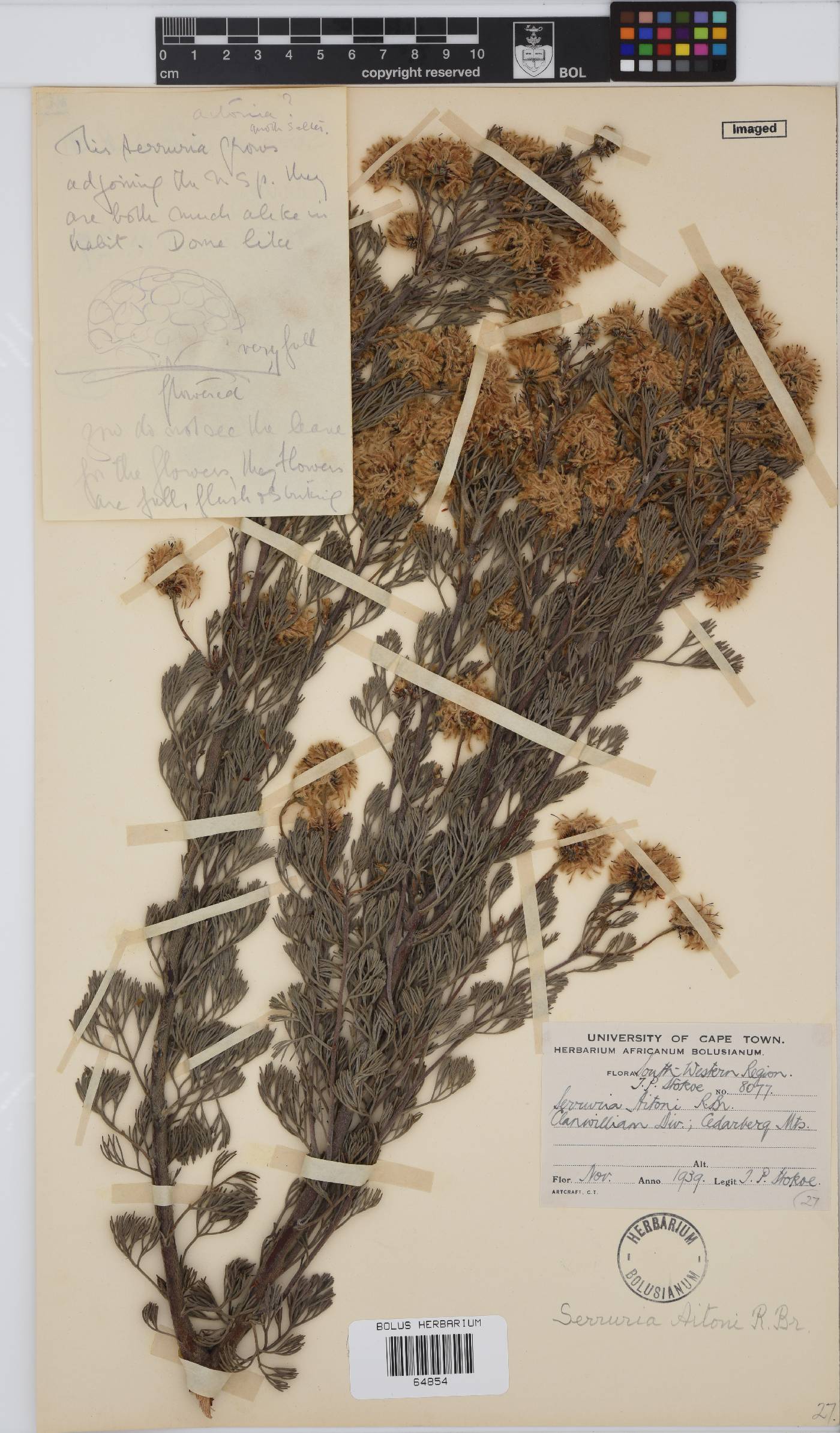 Serruria aitonii image