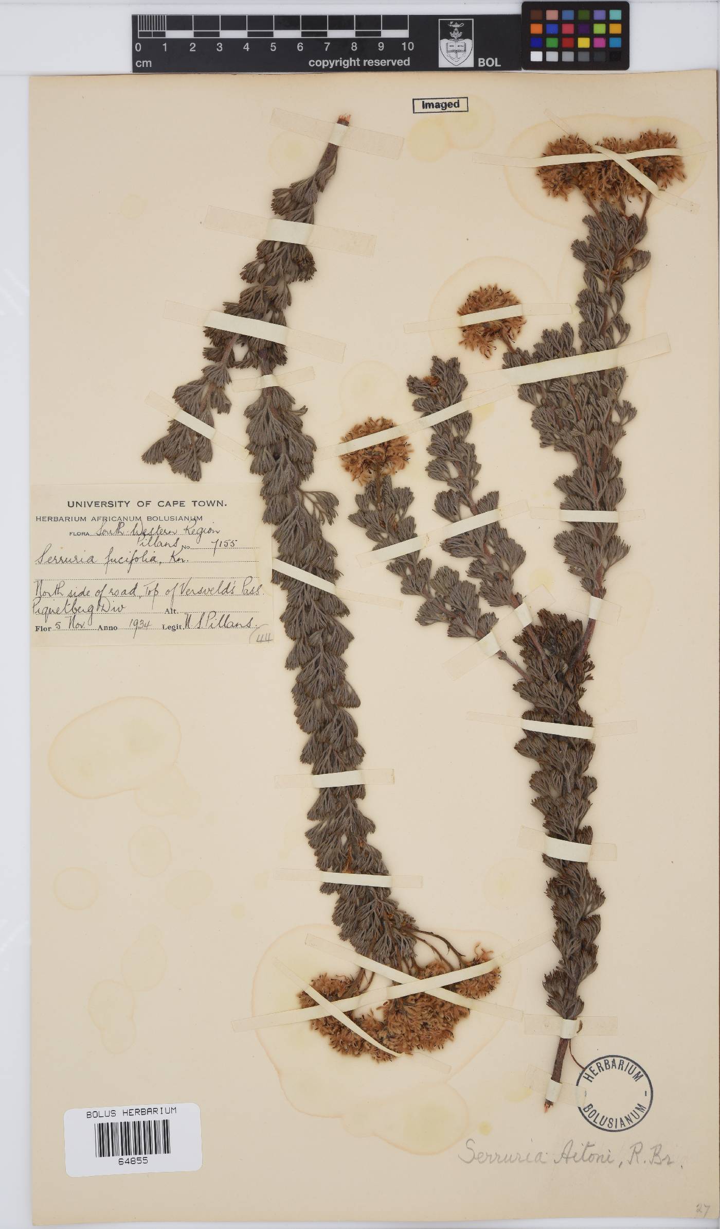 Serruria aitonii image