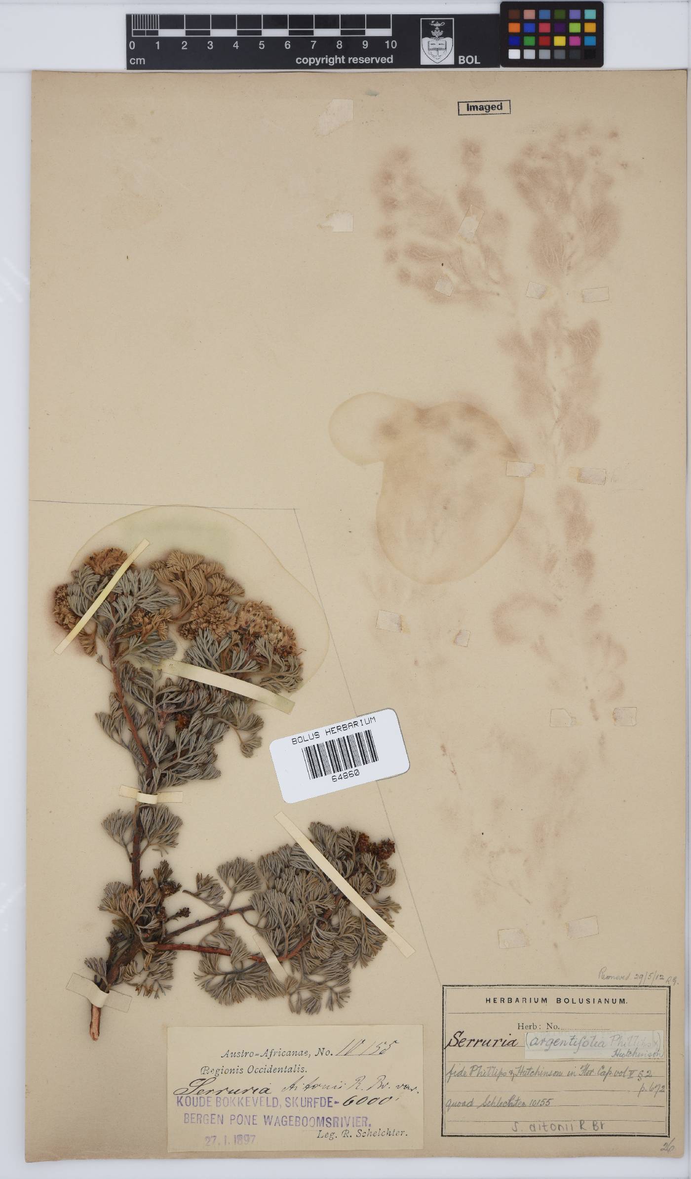 Serruria aitonii image