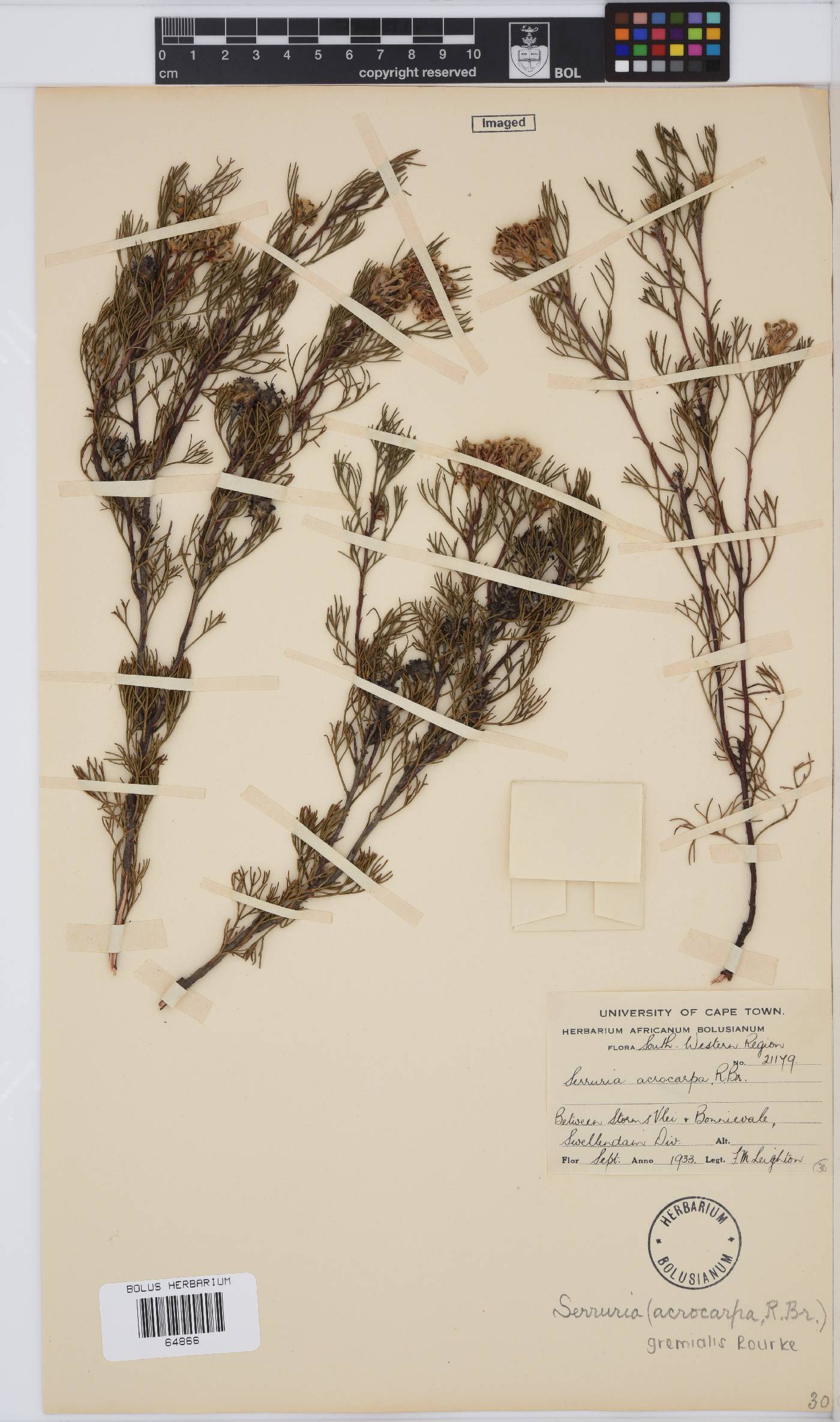 Serruria gremialis image