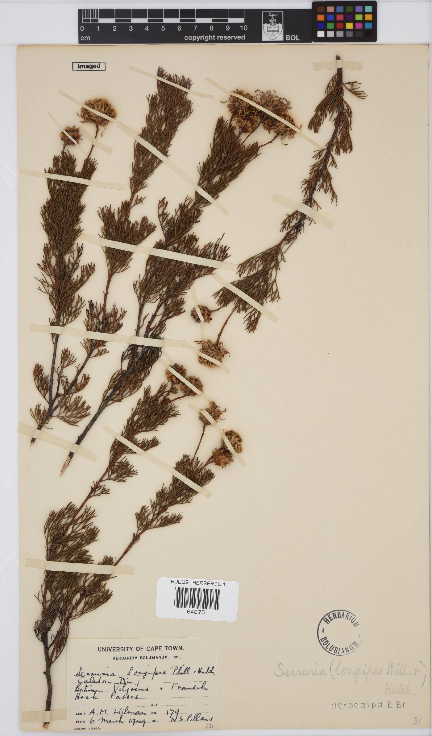Serruria image