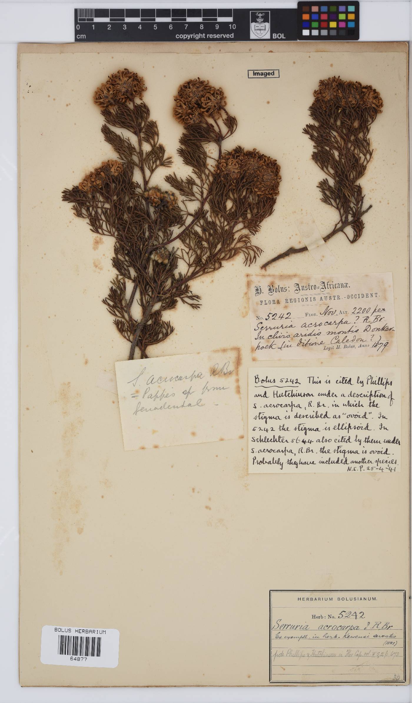 Serruria acrocarpa image