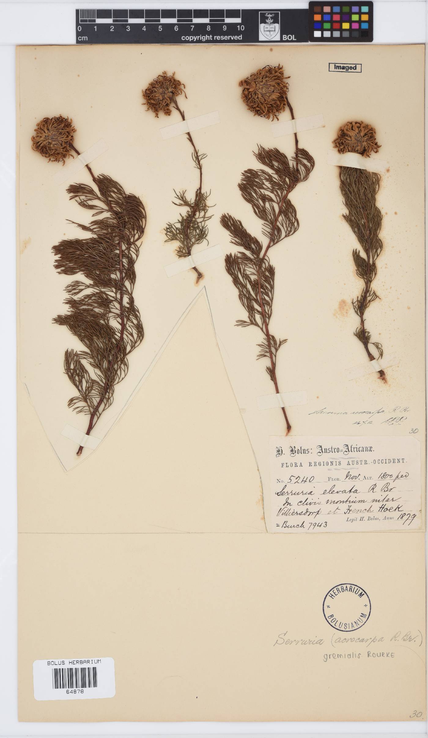 Serruria gremialis image