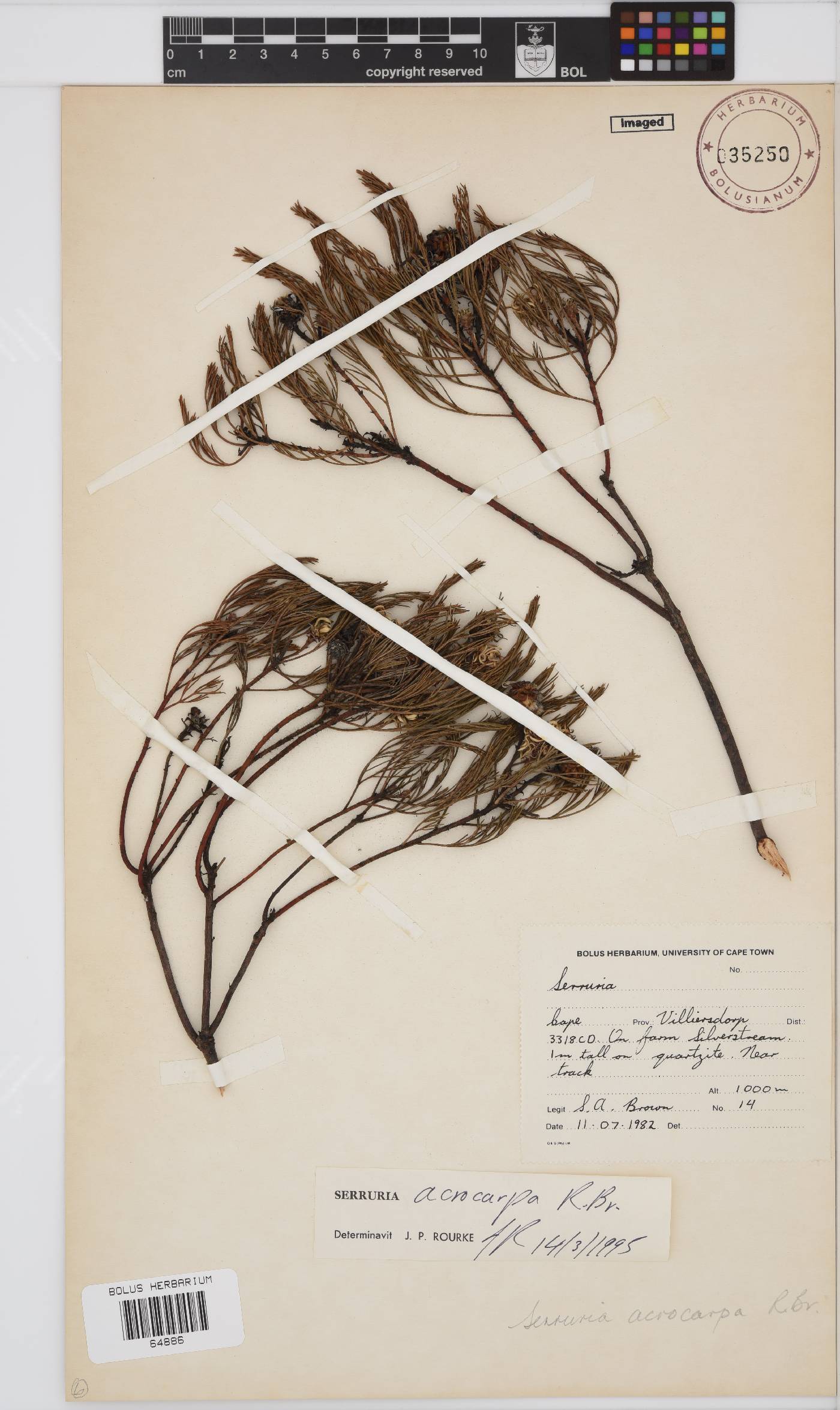 Serruria acrocarpa image