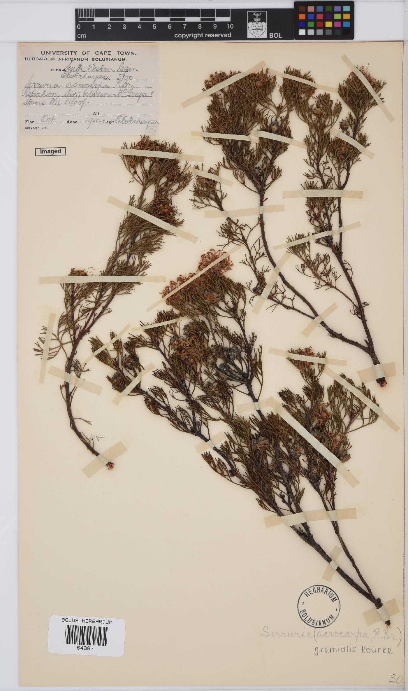 Serruria gremialis image