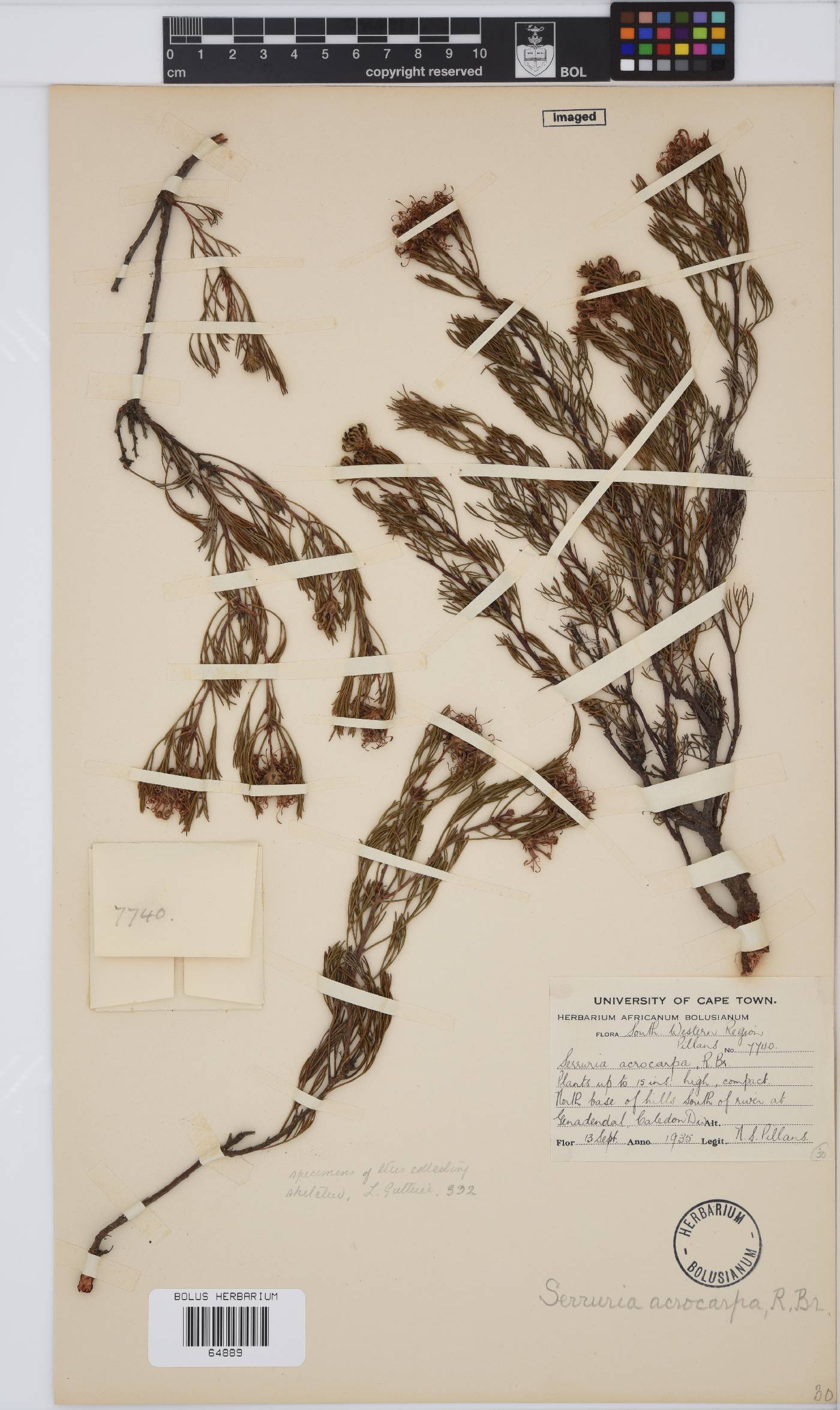 Serruria acrocarpa image