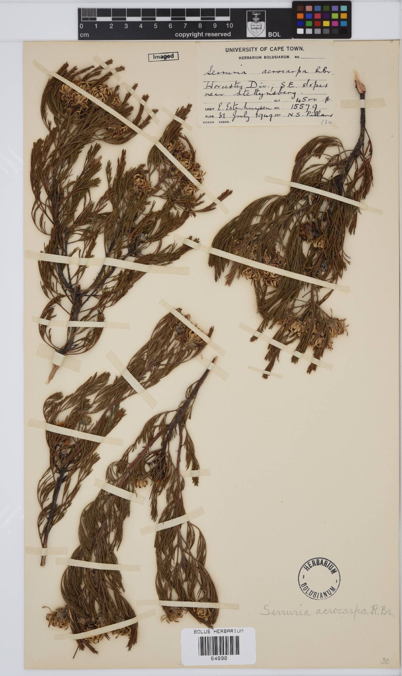 Serruria acrocarpa image