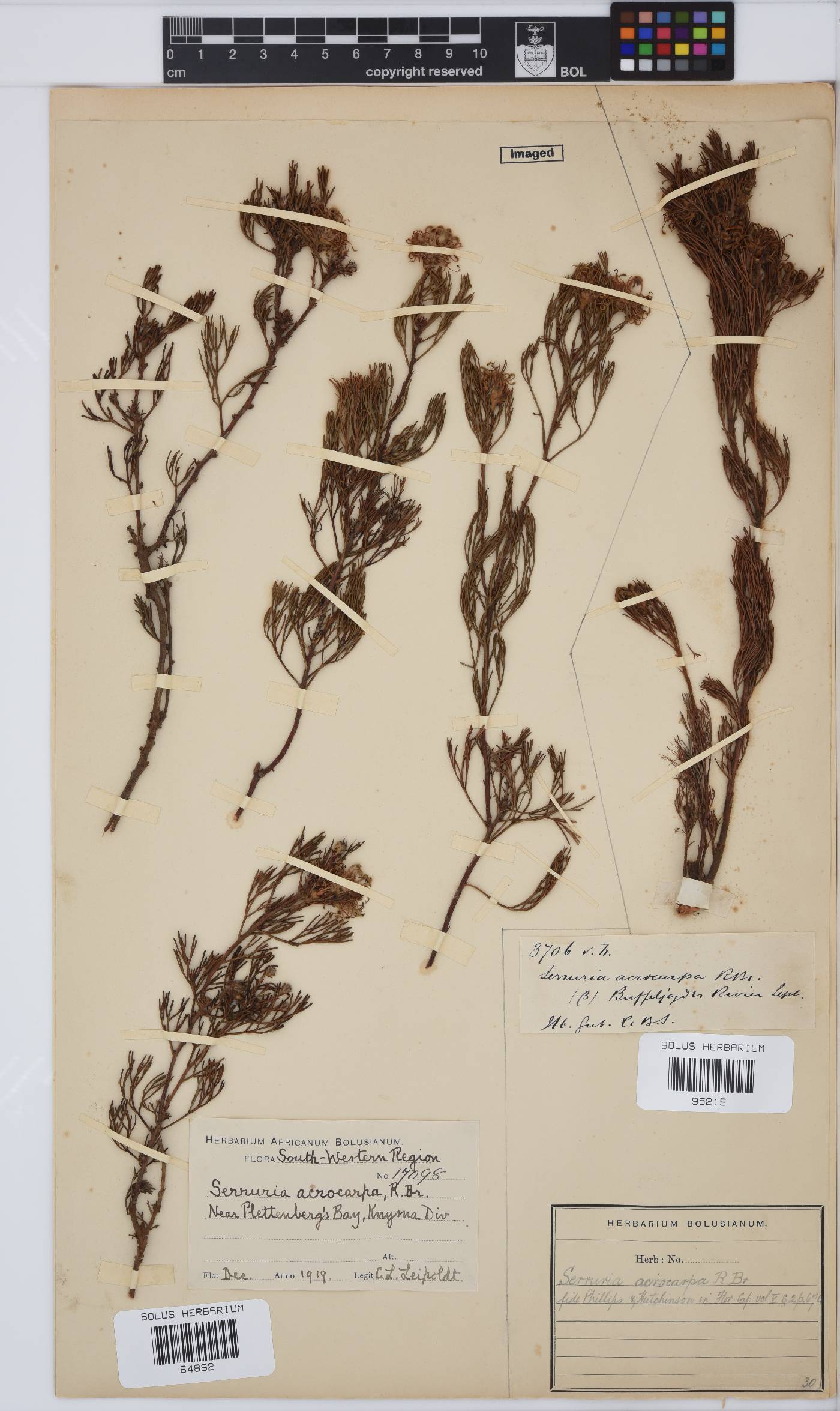 Serruria acrocarpa image