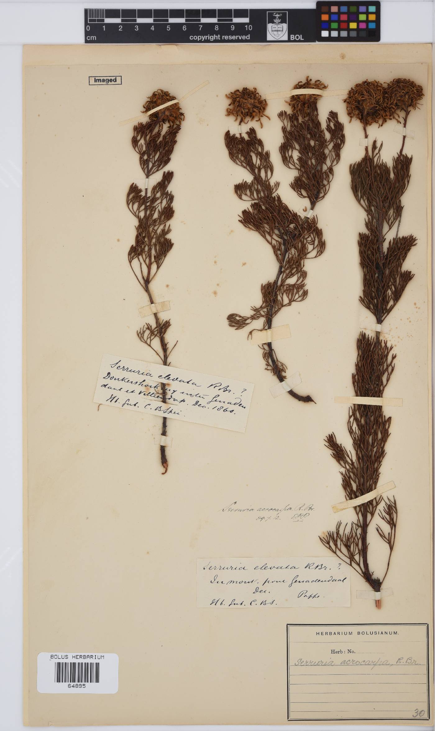 Serruria acrocarpa image
