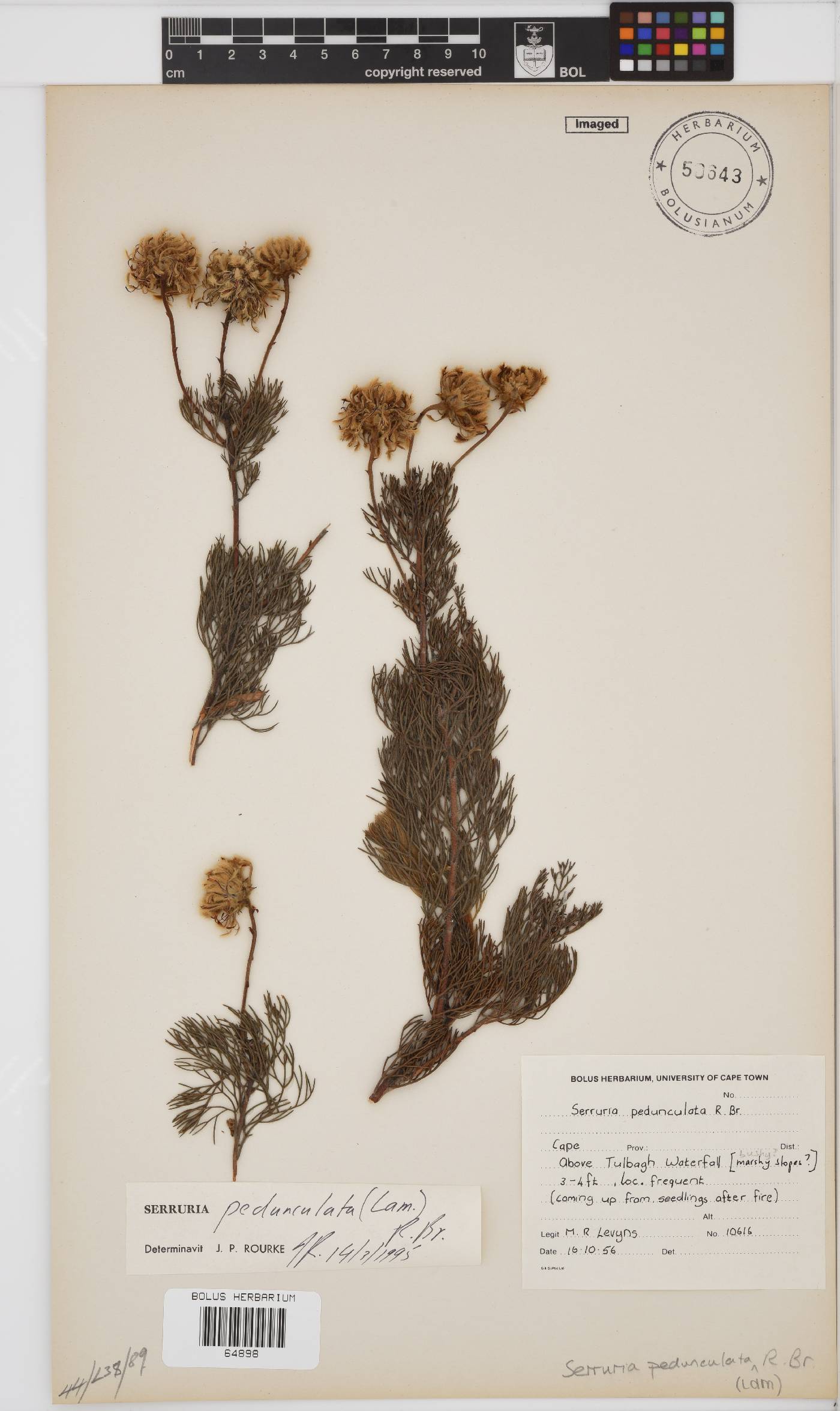 Serruria image
