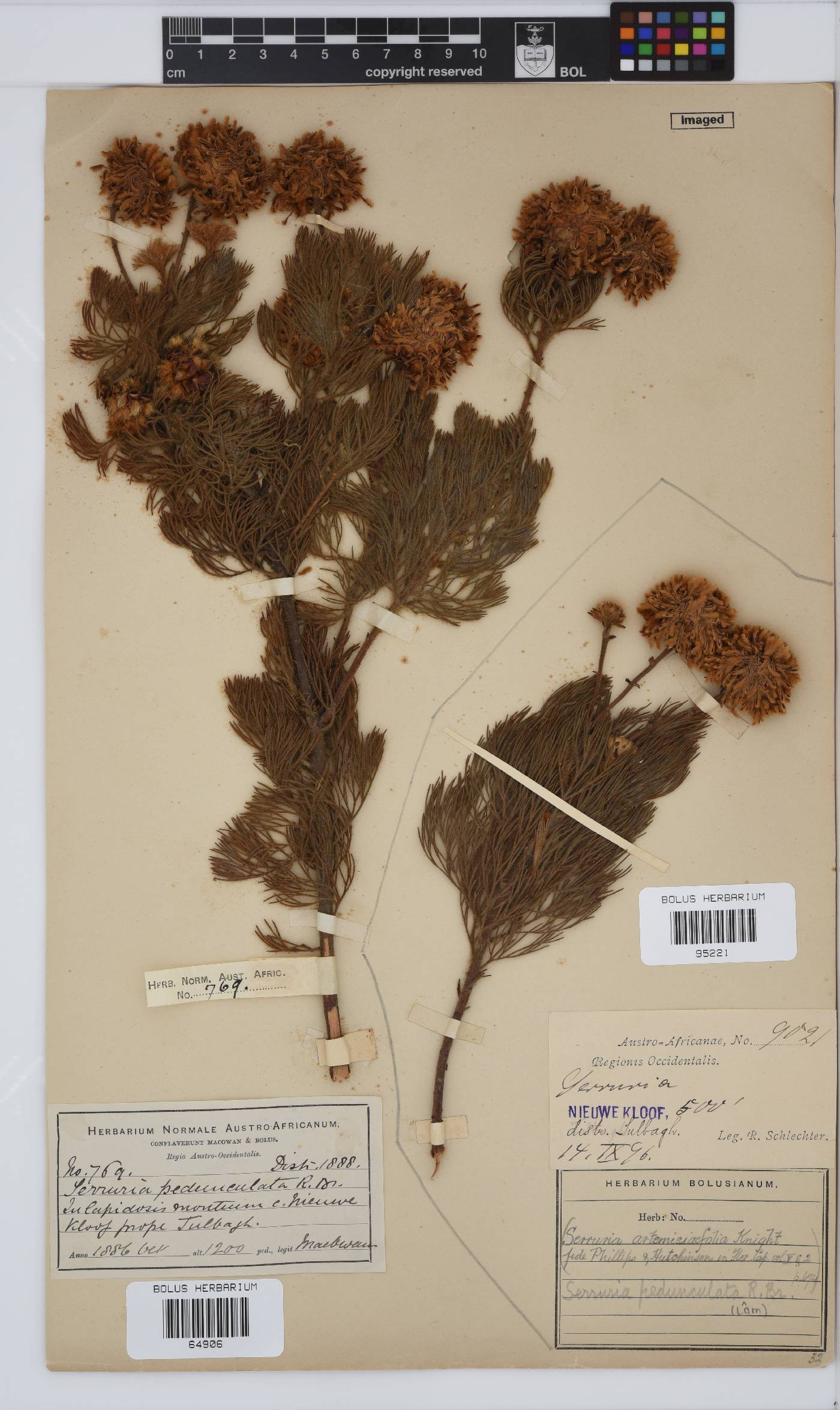 Serruria pedunculata image