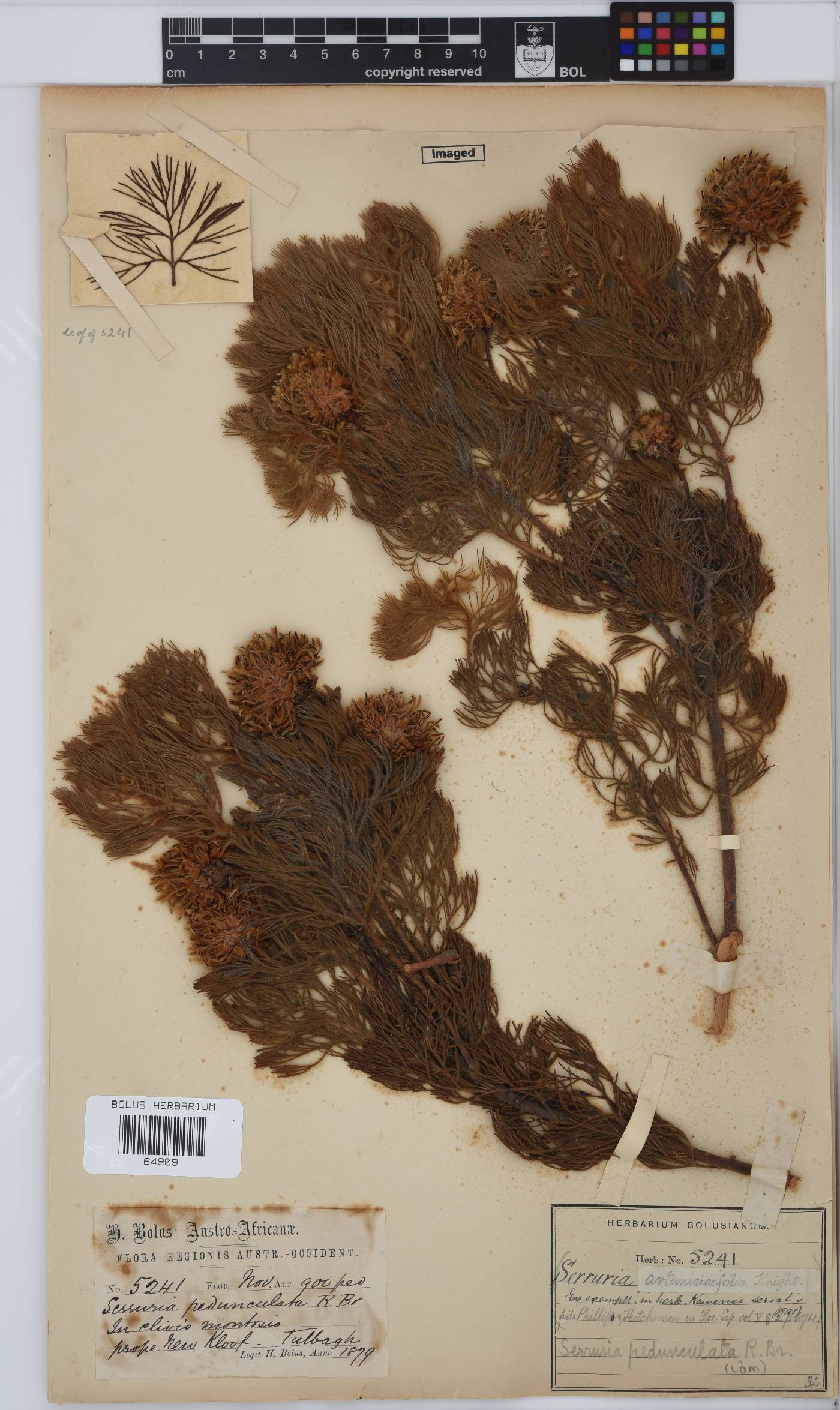 Serruria pedunculata image