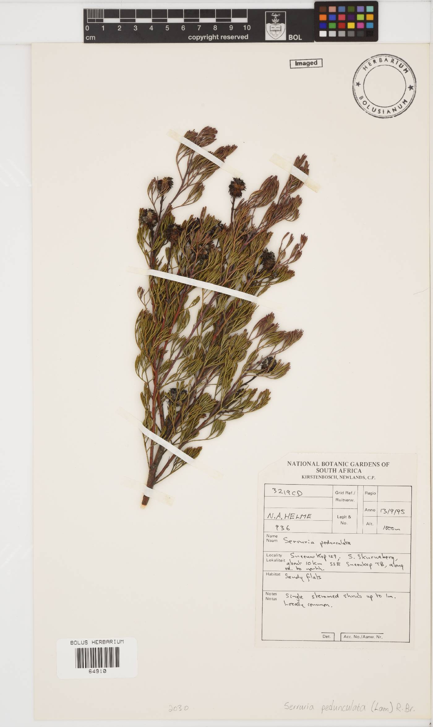 Serruria pedunculata image