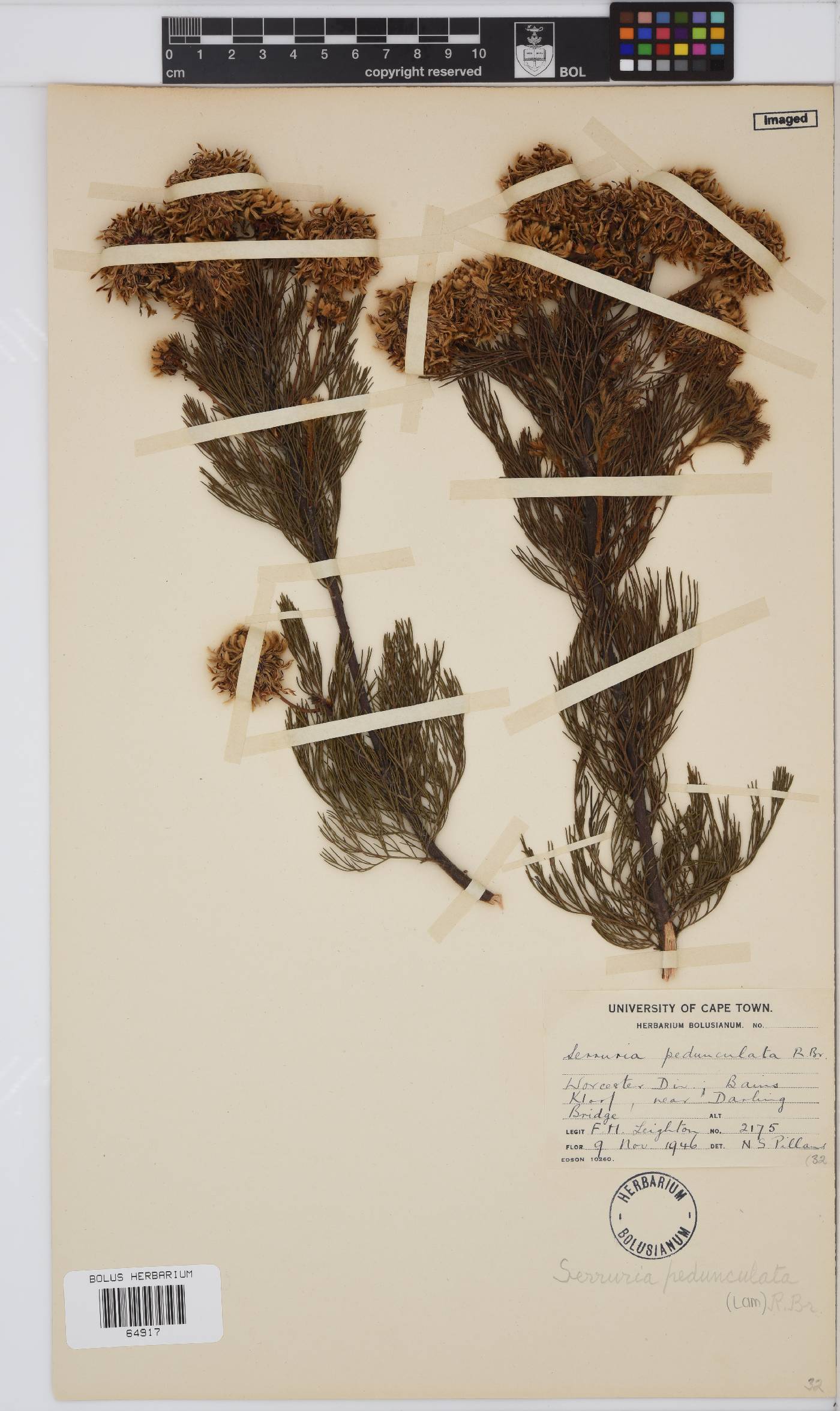Serruria pedunculata image