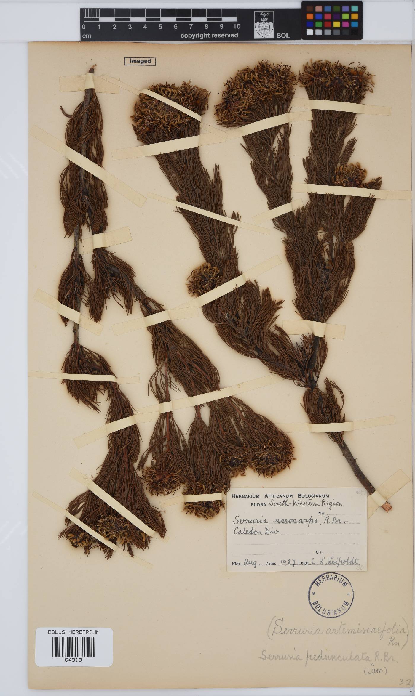 Serruria pedunculata image