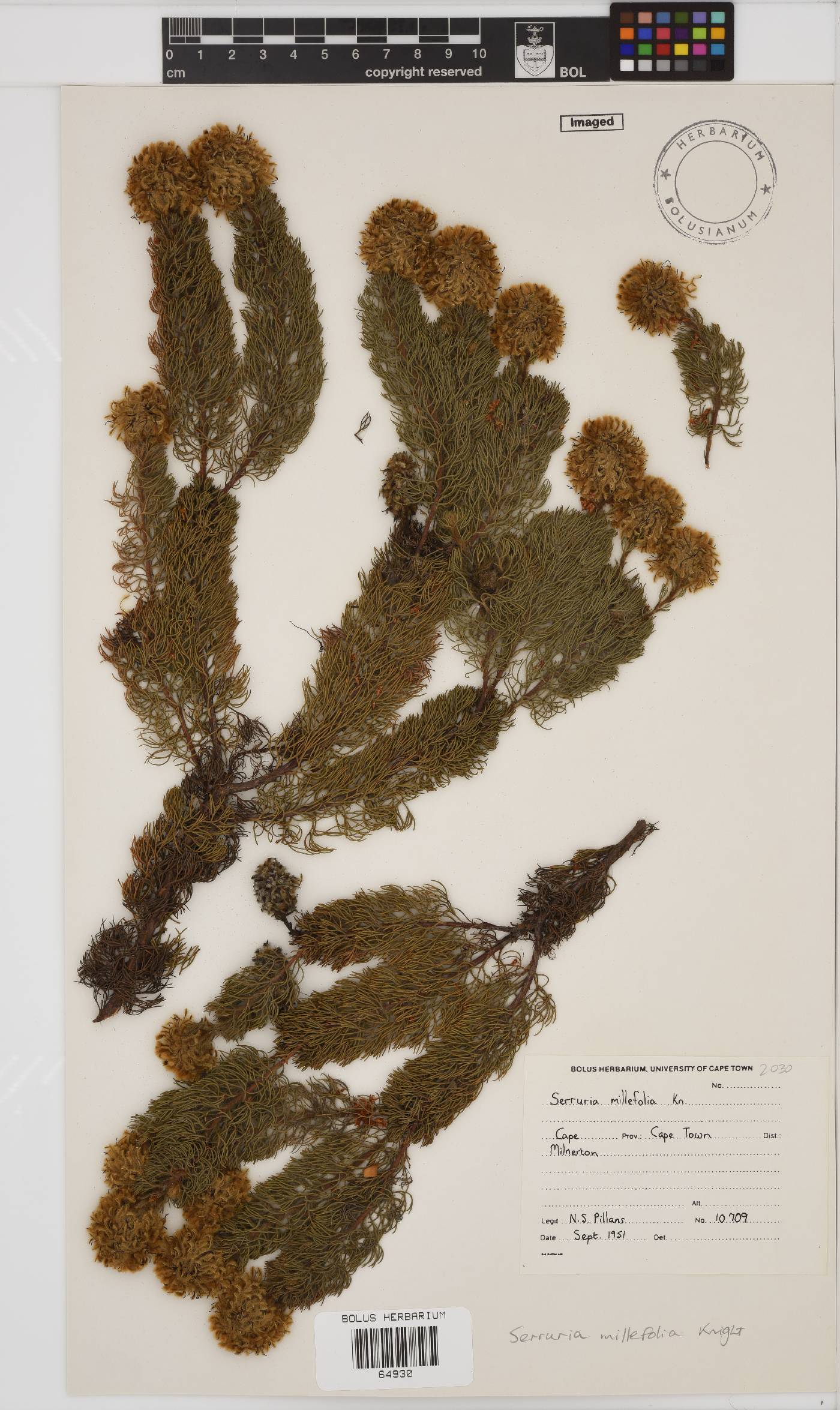 Serruria millefolia image