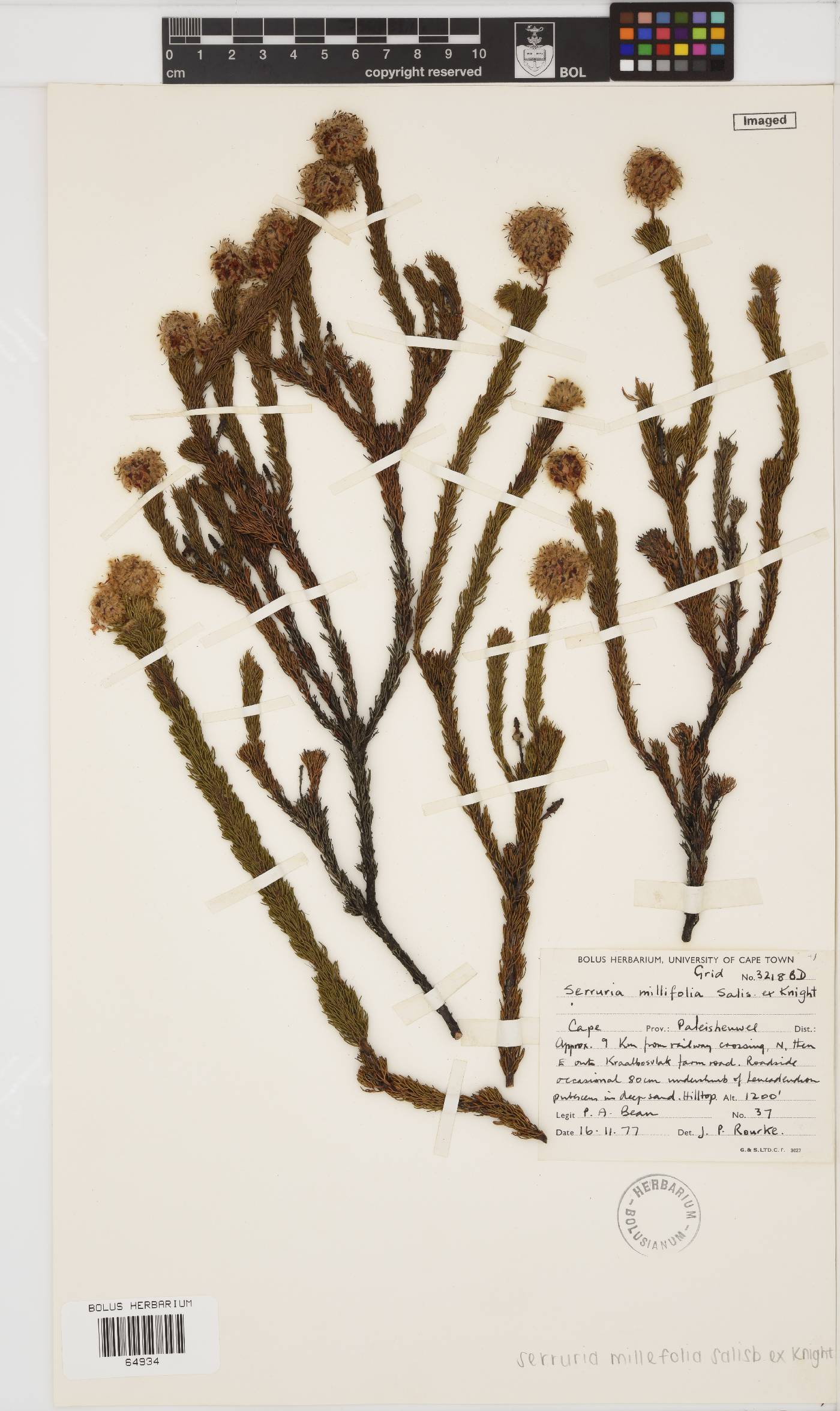 Serruria millefolia image